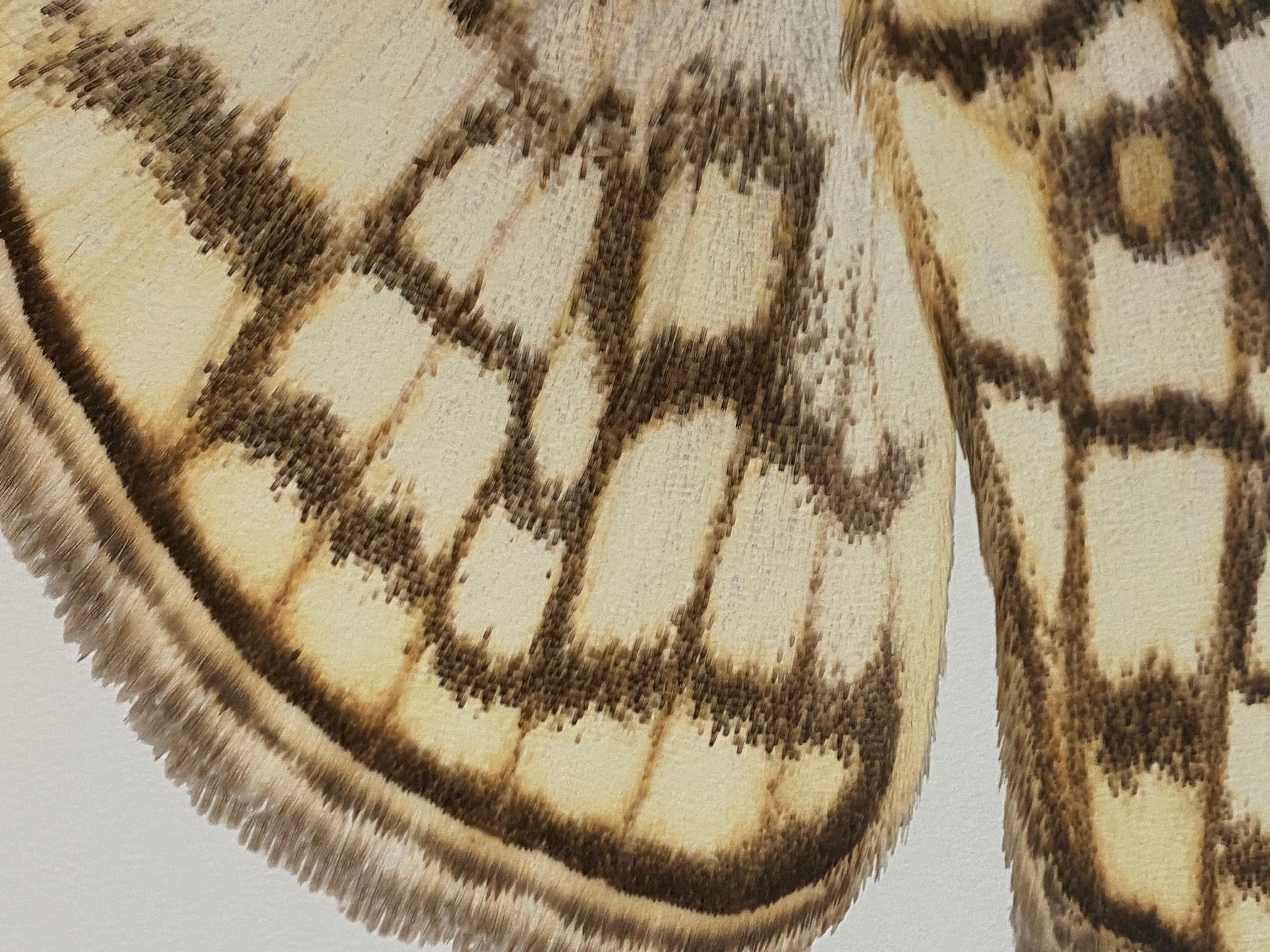 Haritalodes Basipunctalis - Contemporary Moth Wings Archival Pigment Print, 2018 For Sale 1