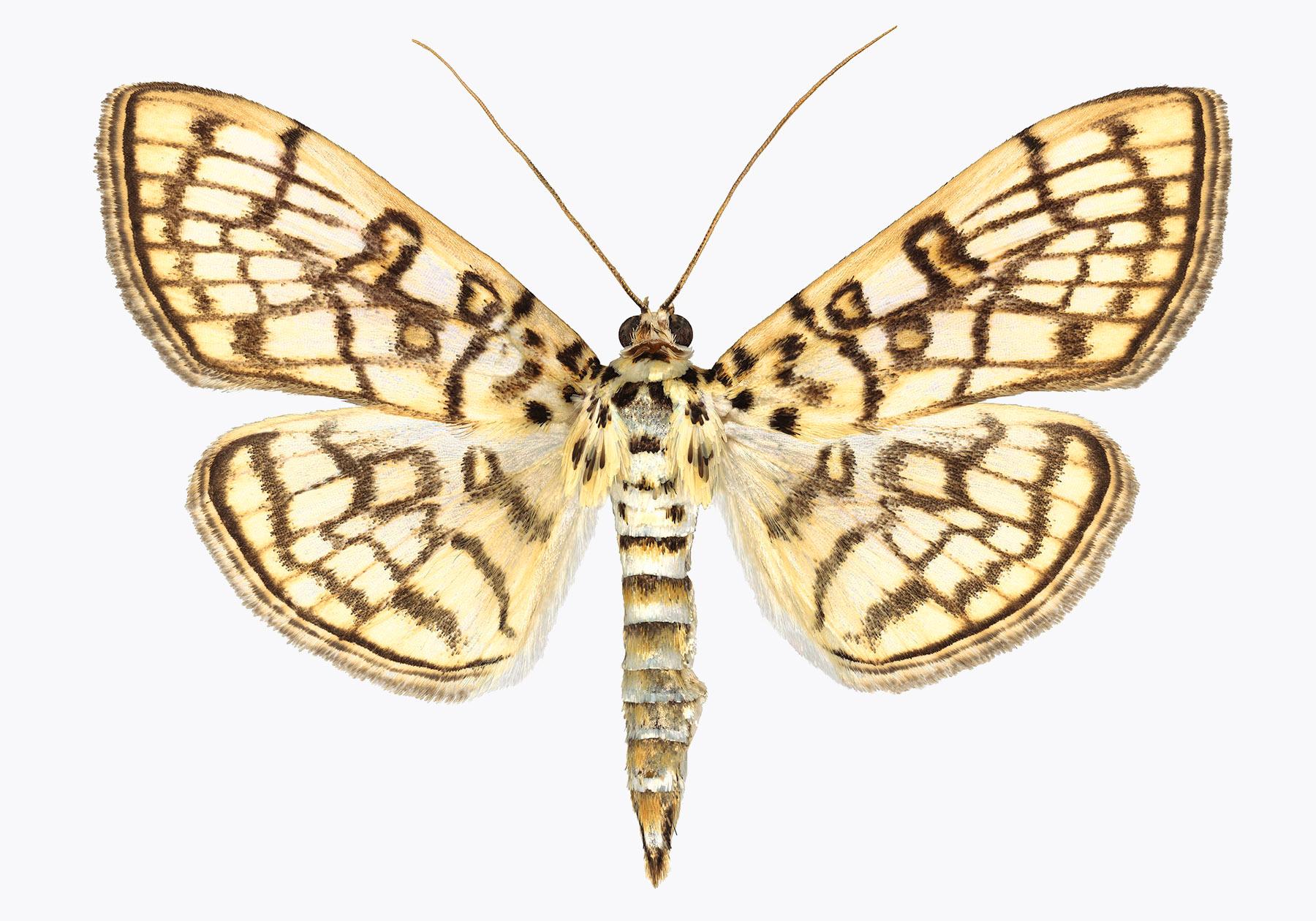 Joseph Scheer Color Photograph - Haritalodes Basipunctalis - Contemporary Moth Wings Archival Pigment Print, 2018