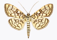 Haritalodes Basipunctalis - Contemporary Moth Wings Archival Pigment Print, 2018