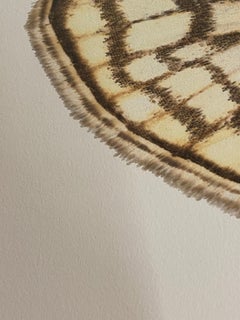 Haritalodes Basipunctalis - Contemporary Moth Wings Insect Photograph, 2018