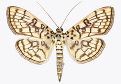 Haritalodes Basipunctalis - Contemporary Moth Wings Insect Photograph, 2018