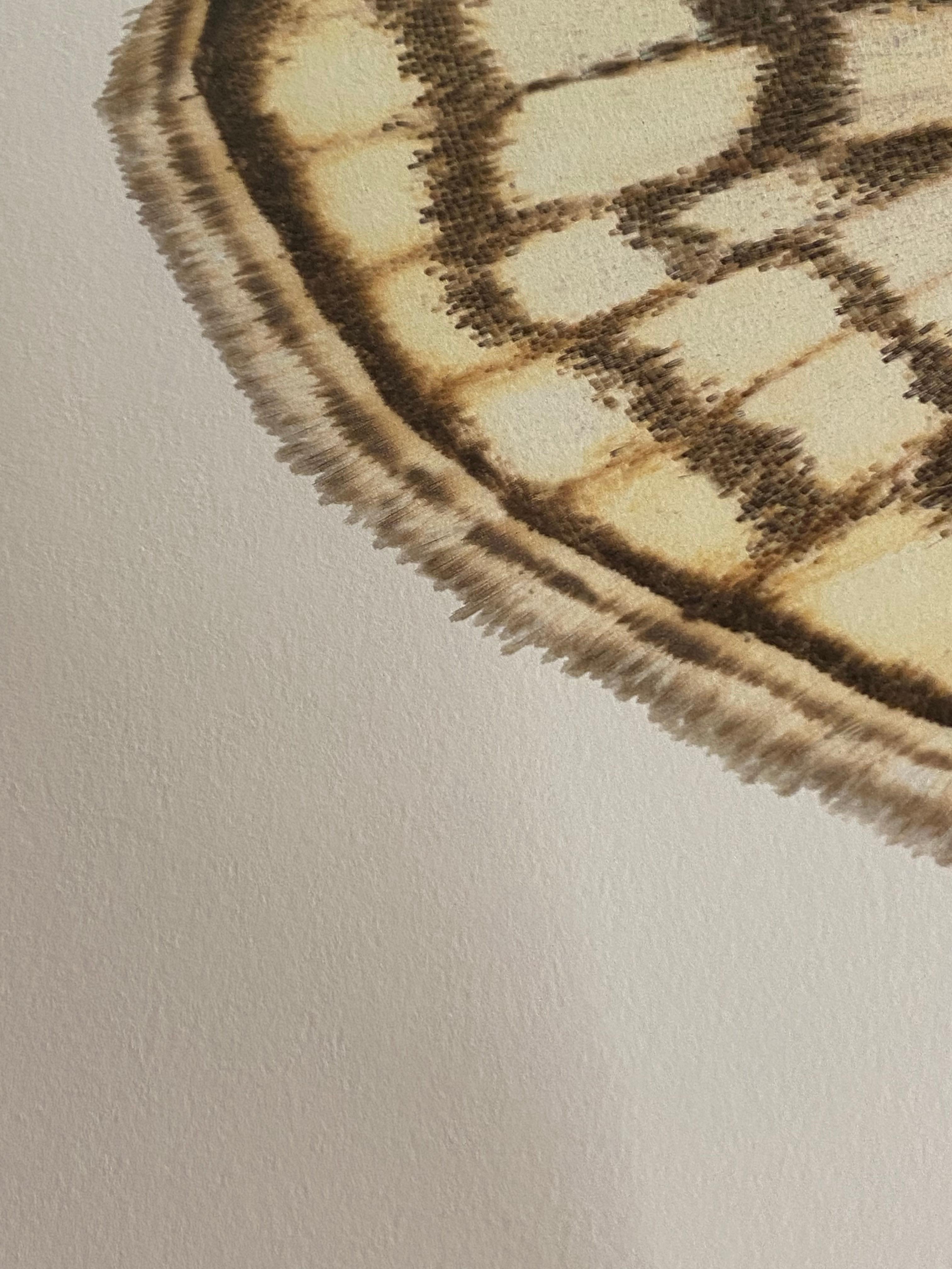 In this hyper-detailed archival pigment print on watercolor paper, a moth with light brown and bright yellow markings is dramatic against a solid white background. 

Price shown is the unframed price. Please inquire with the gallery for framing