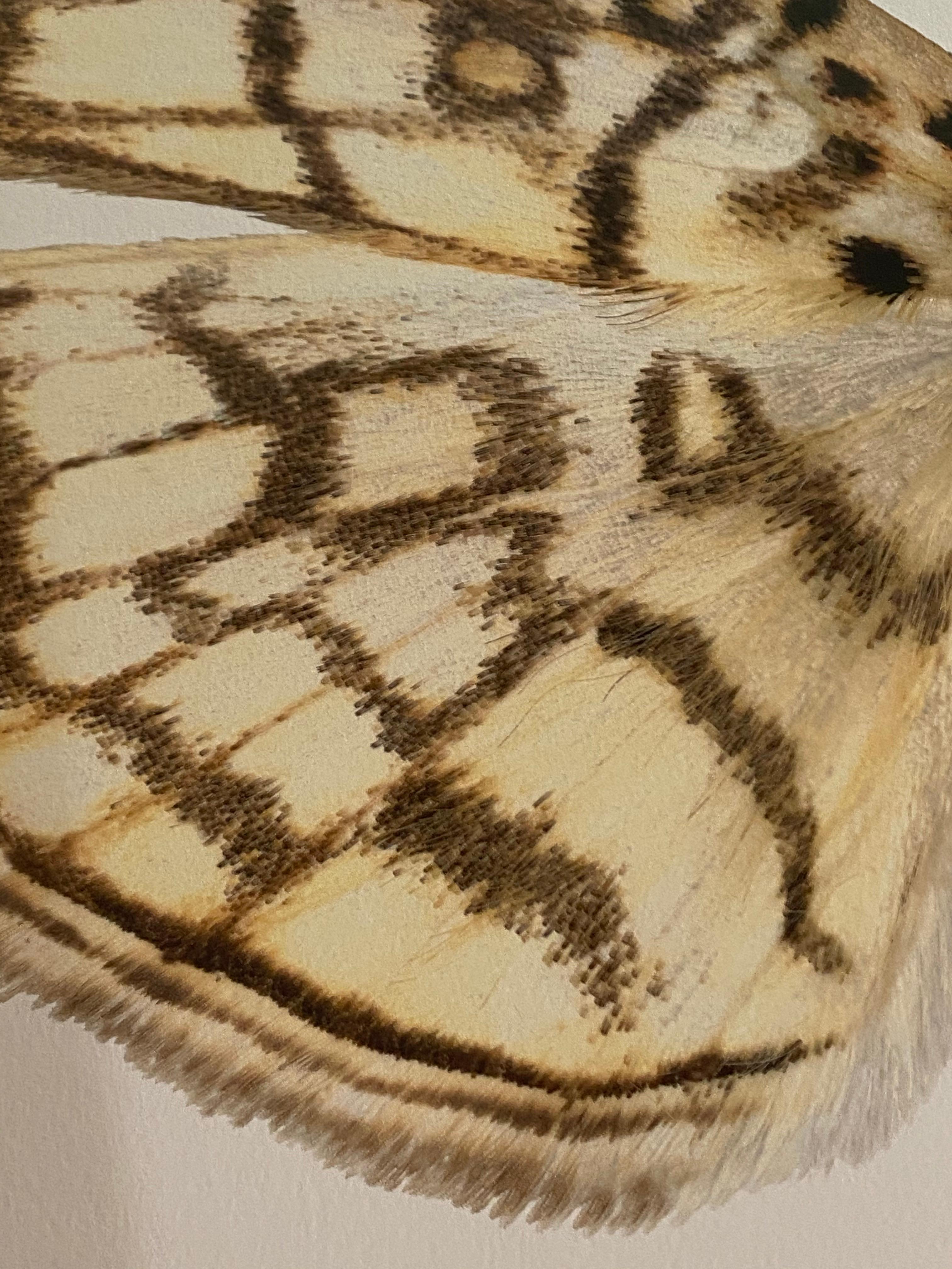 Haritalodes Basipunctalis, Photographie de Nature, Insecte, Brown, Yellow Moth, White en vente 1