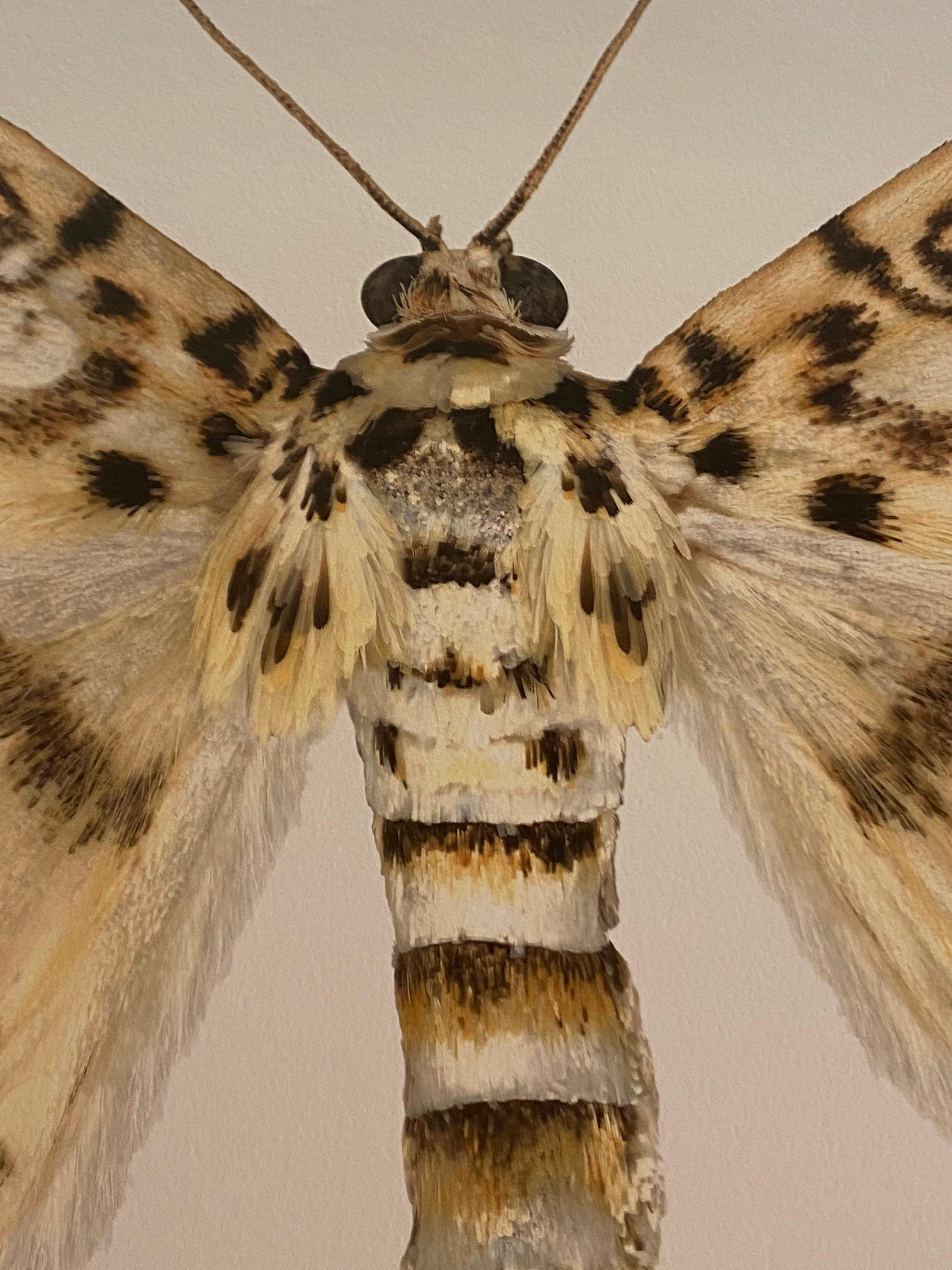 Haritalodes Basipunctalis, Photographie de Nature, Insecte, Brown, Yellow Moth, White en vente 2