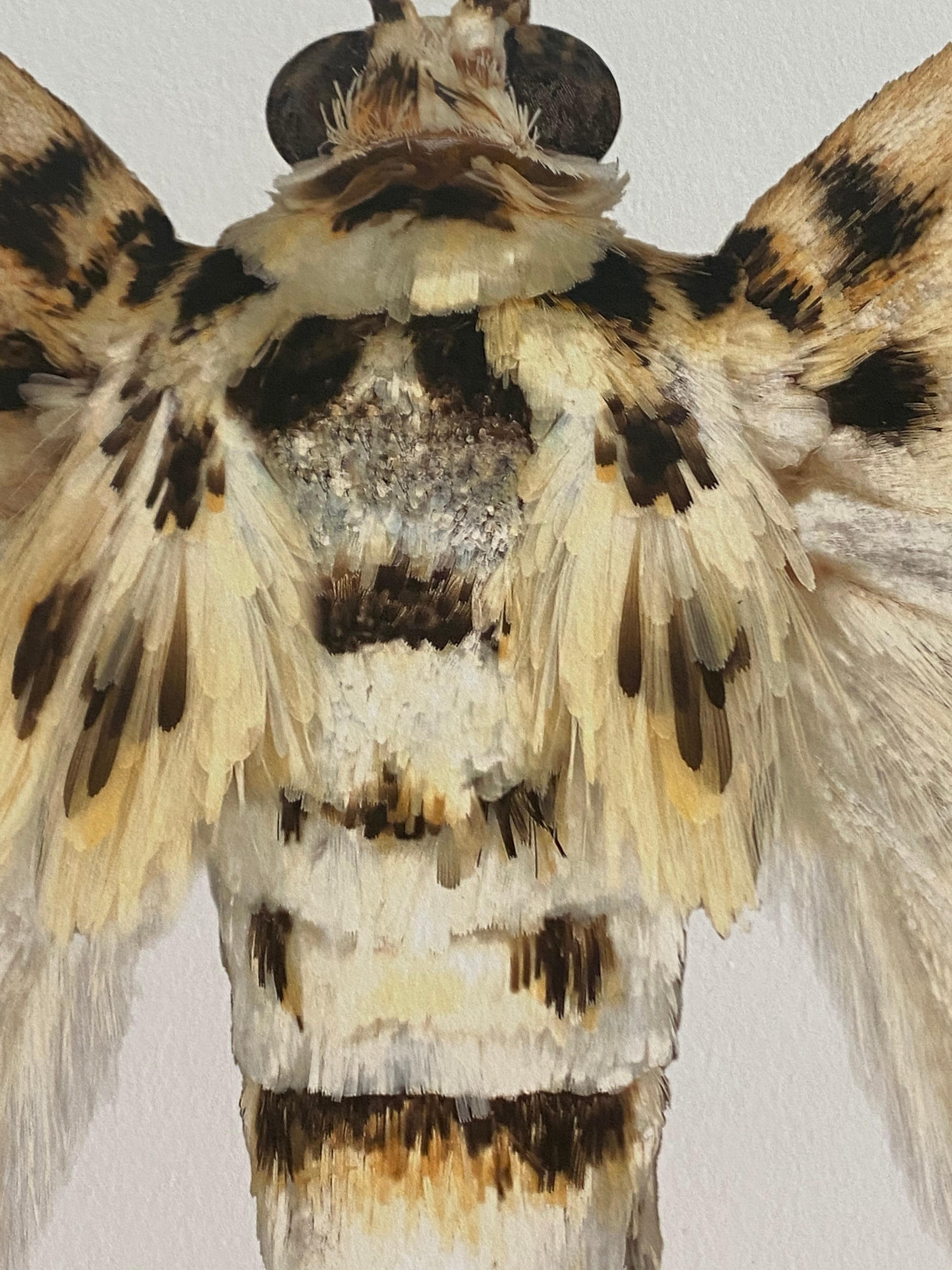 Haritalodes Basipunctalis, Photographie de Nature, Insecte, Brown, Yellow Moth, White en vente 3