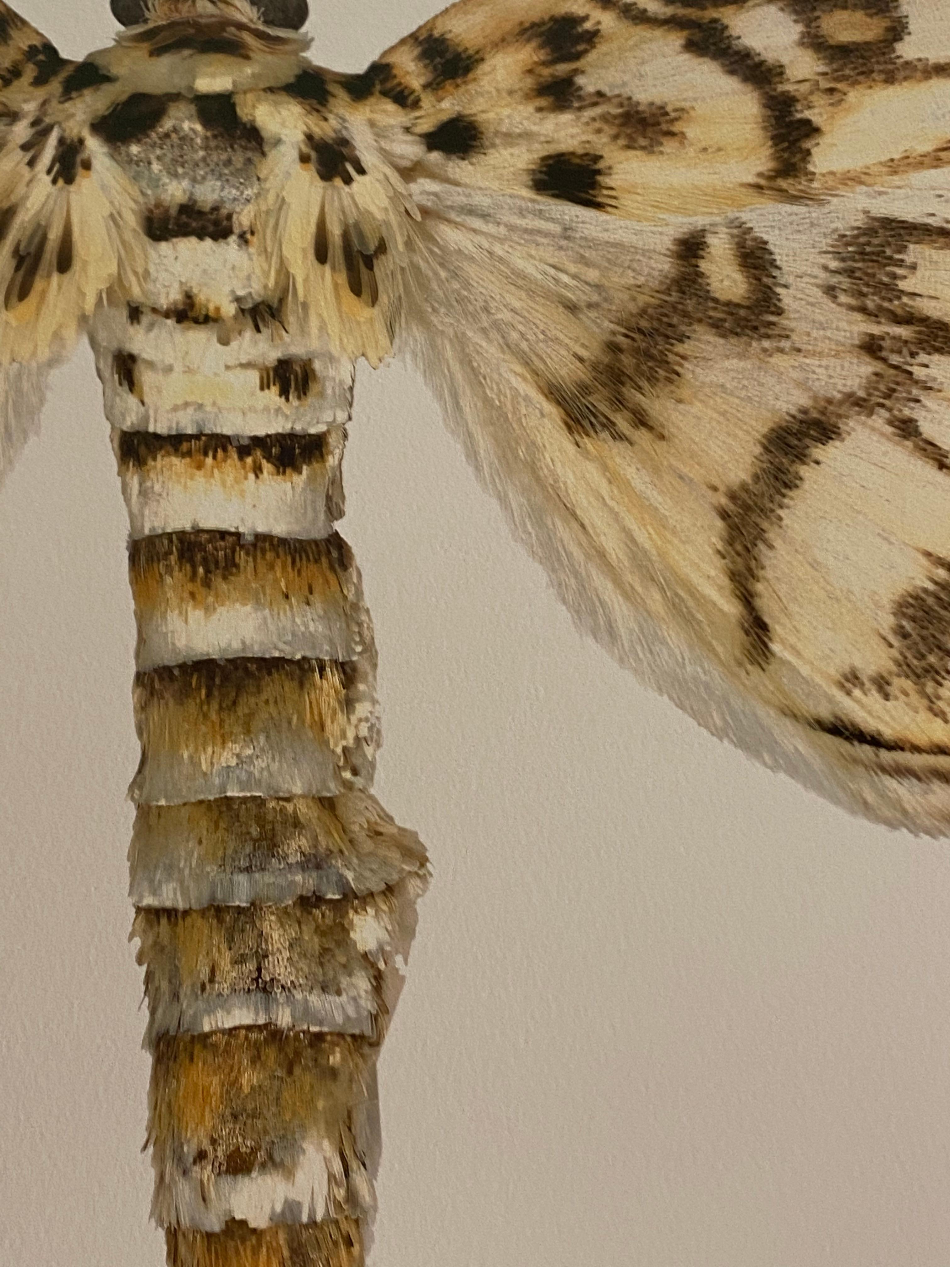 Haritalodes Basipunctalis, Photographie de Nature, Insecte, Brown, Yellow Moth, White en vente 4