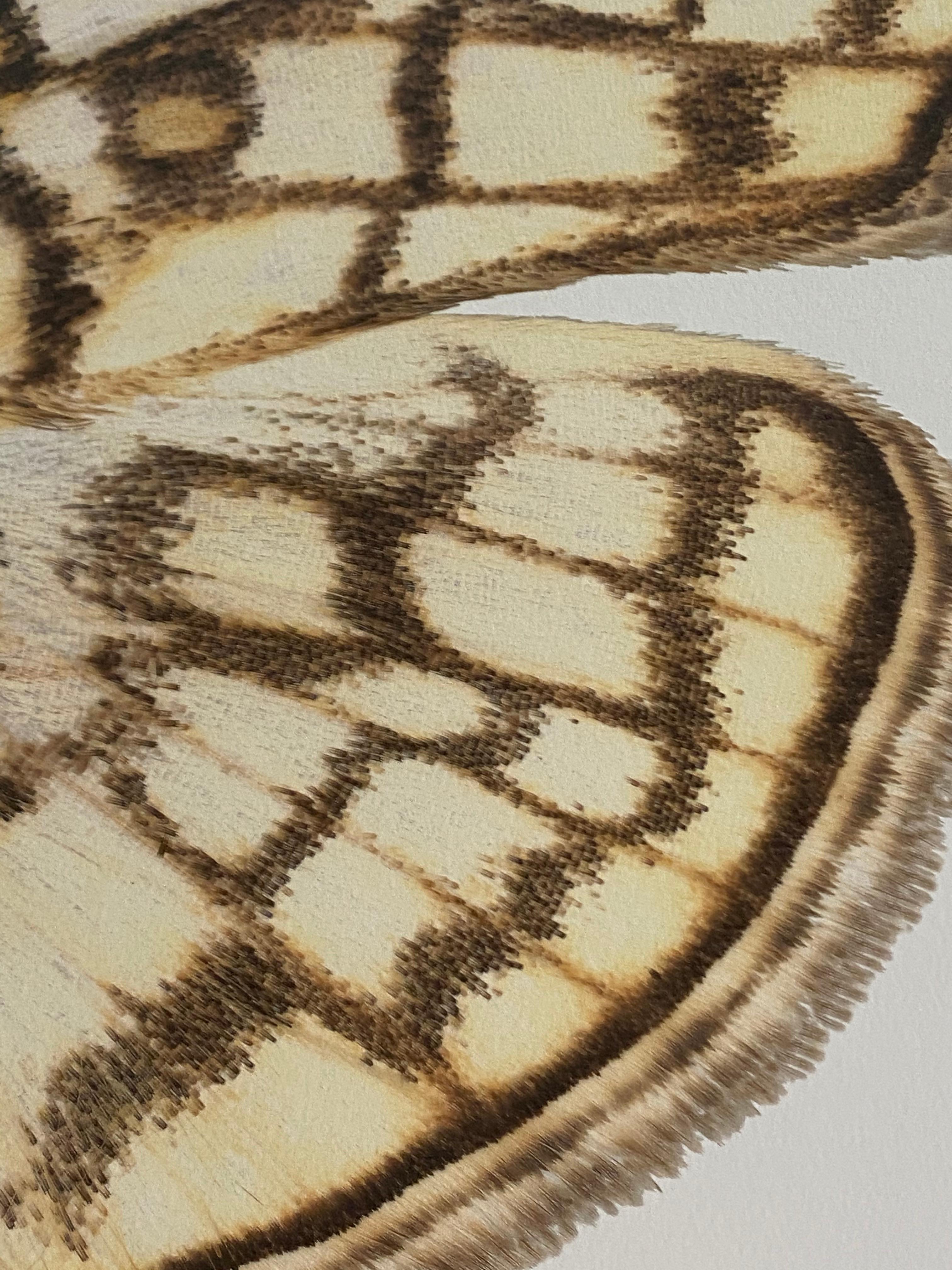 Haritalodes Basipunctalis, Photographie de Nature, Insecte, Brown, Yellow Moth, White en vente 5