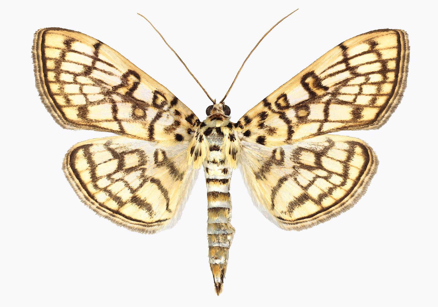 Joseph Scheer Color Photograph - Haritalodes Basipunctalis, Nature Photograph, Insect, Brown, Yellow Moth, White