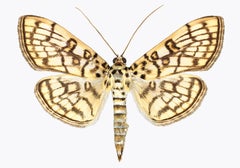 Haritalodes Basipunctalis, Nature Photograph of Brown and Yellow Moth on White