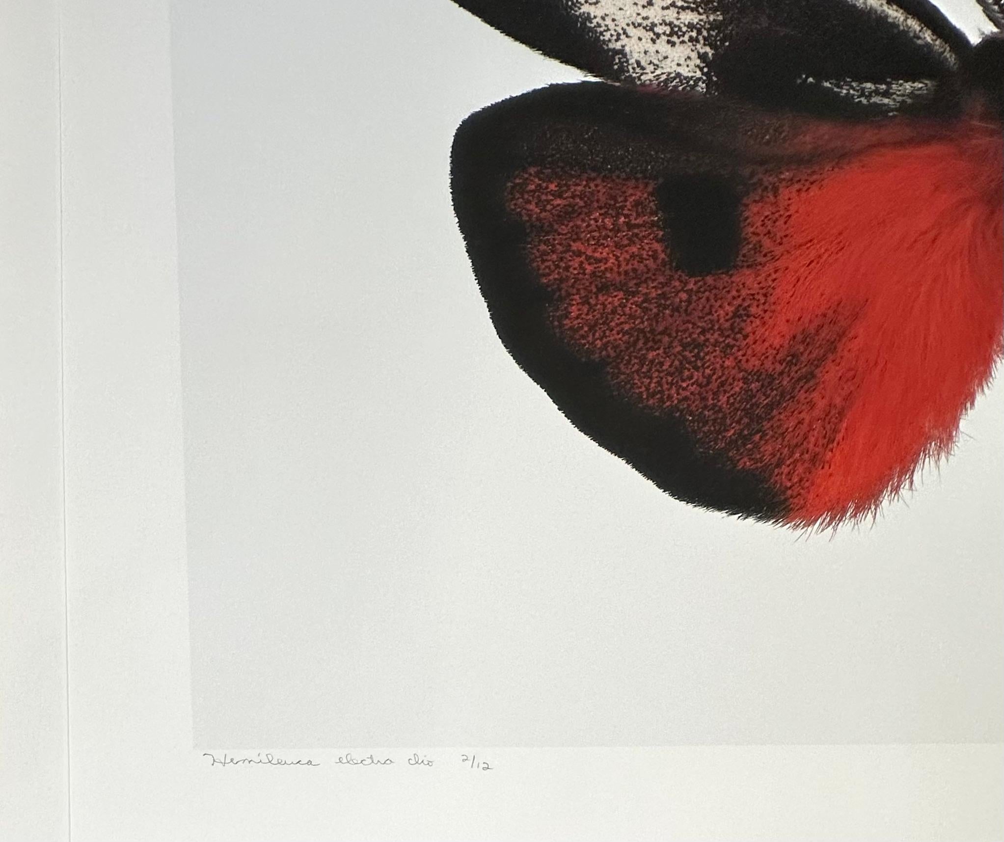 Auf diesem sehr detaillierten Pigmentdruck auf Aquarellpapier ist ein leuchtend roter, orangefarbener Falter mit weißen, schwarzen und gelben kreisförmigen Markierungen auf den Flügeln zu sehen, der sich dramatisch von einem weißen Hintergrund