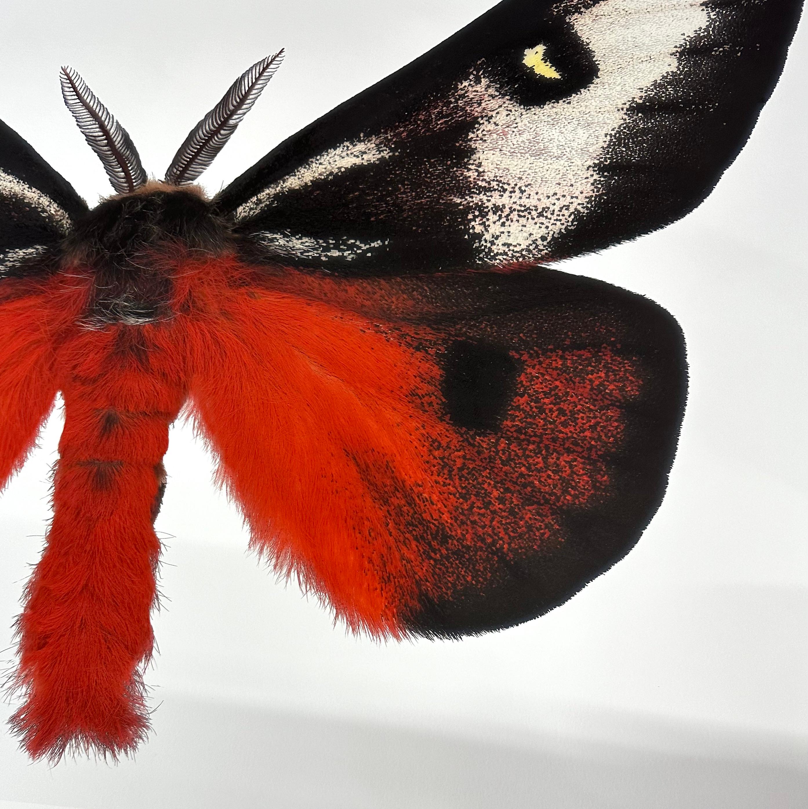 Hemileuca Electra, rot-orange, schwarz, gelb-weiß Motte Insekt Nature Photograph im Angebot 1