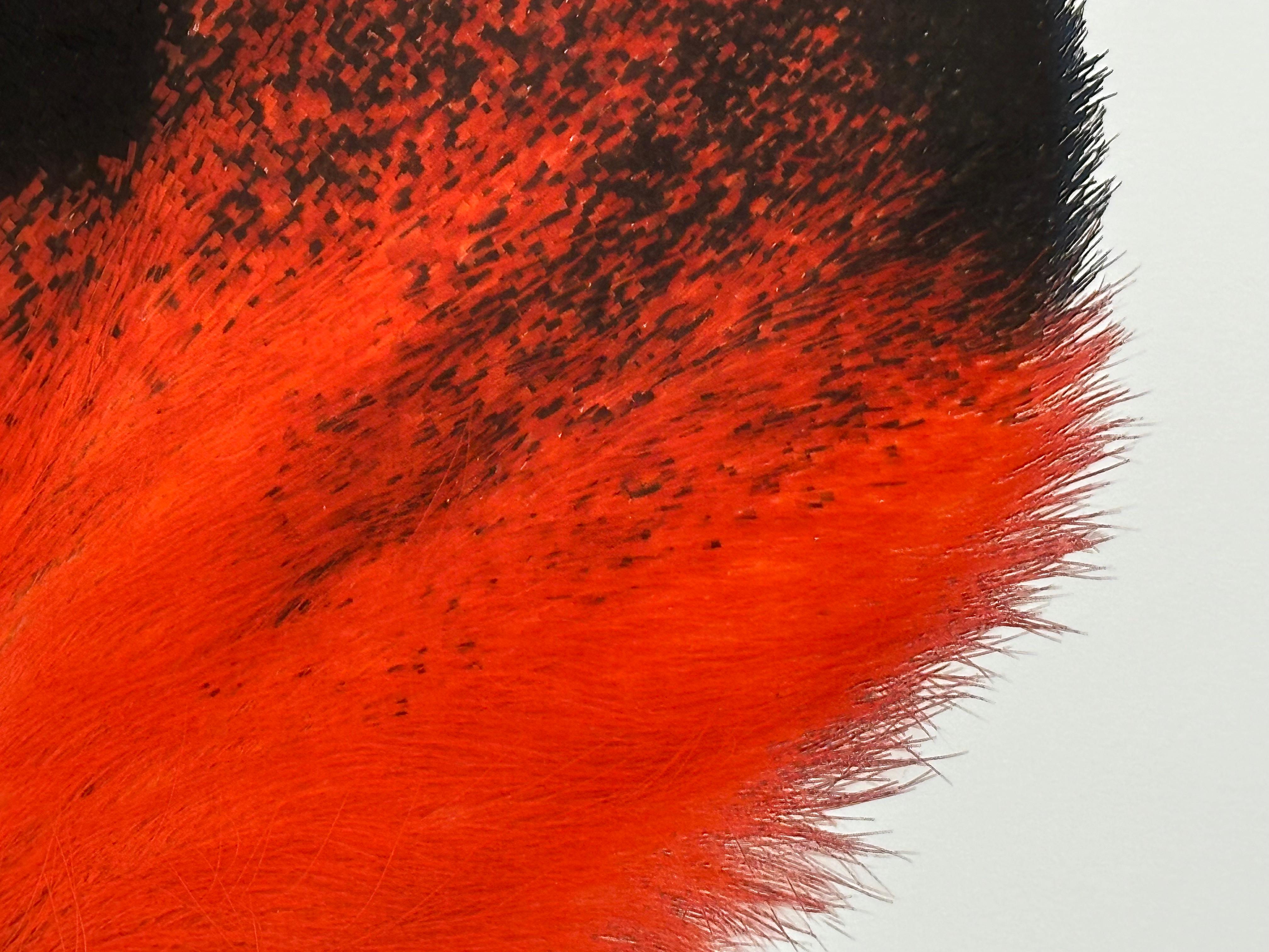 Hemileuca Electra, rot-orange, schwarz, gelb-weiß Motte Insekt Nature Photograph im Angebot 2