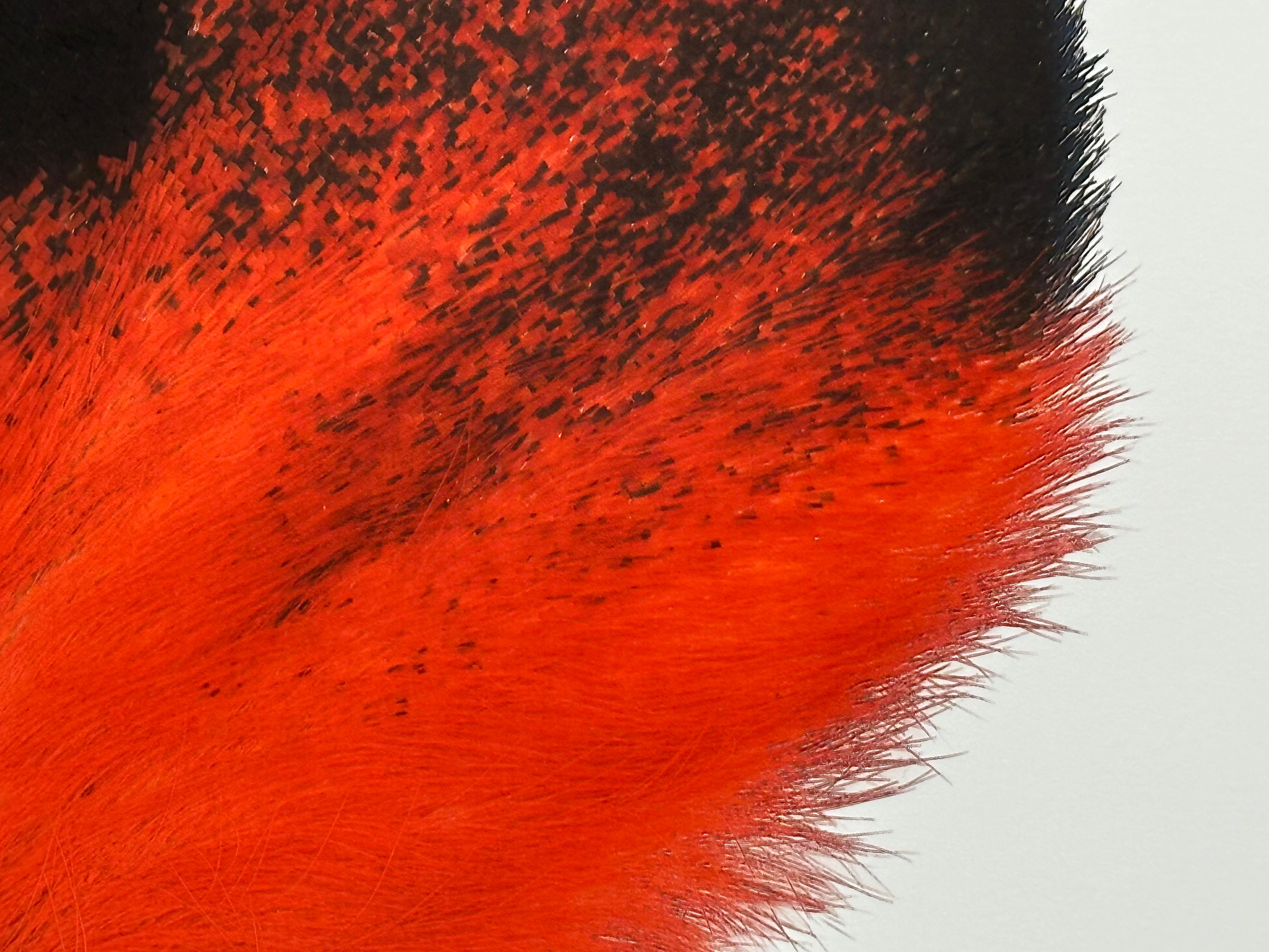 Hemileuca Electra, Red Orange, Black, Yellow White Moth Insect Nature Photographie en vente 1