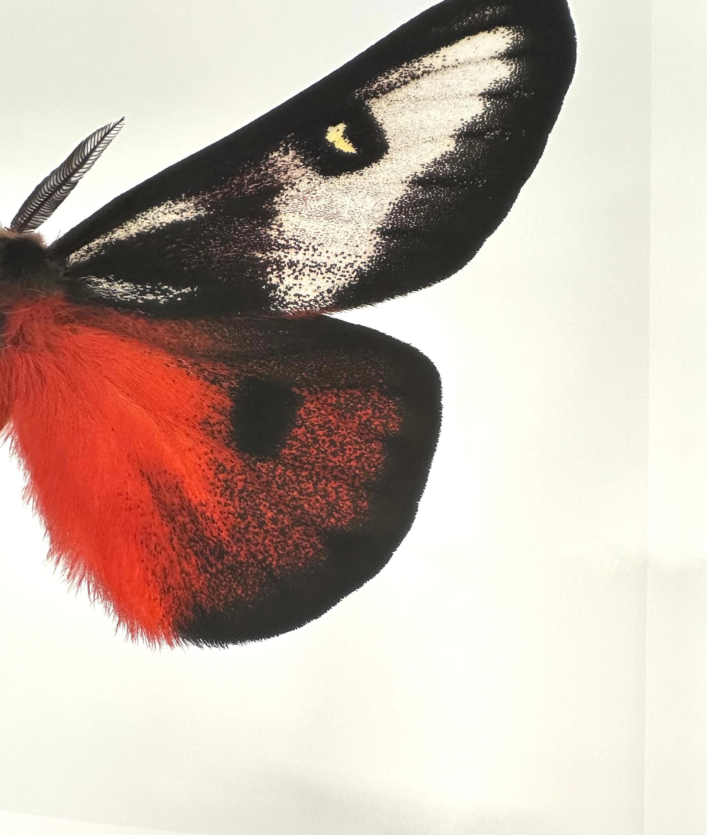 Hemileuca Electra, rot-orange, schwarz, gelb-weiß Motte Insekt Nature Photograph im Angebot 5