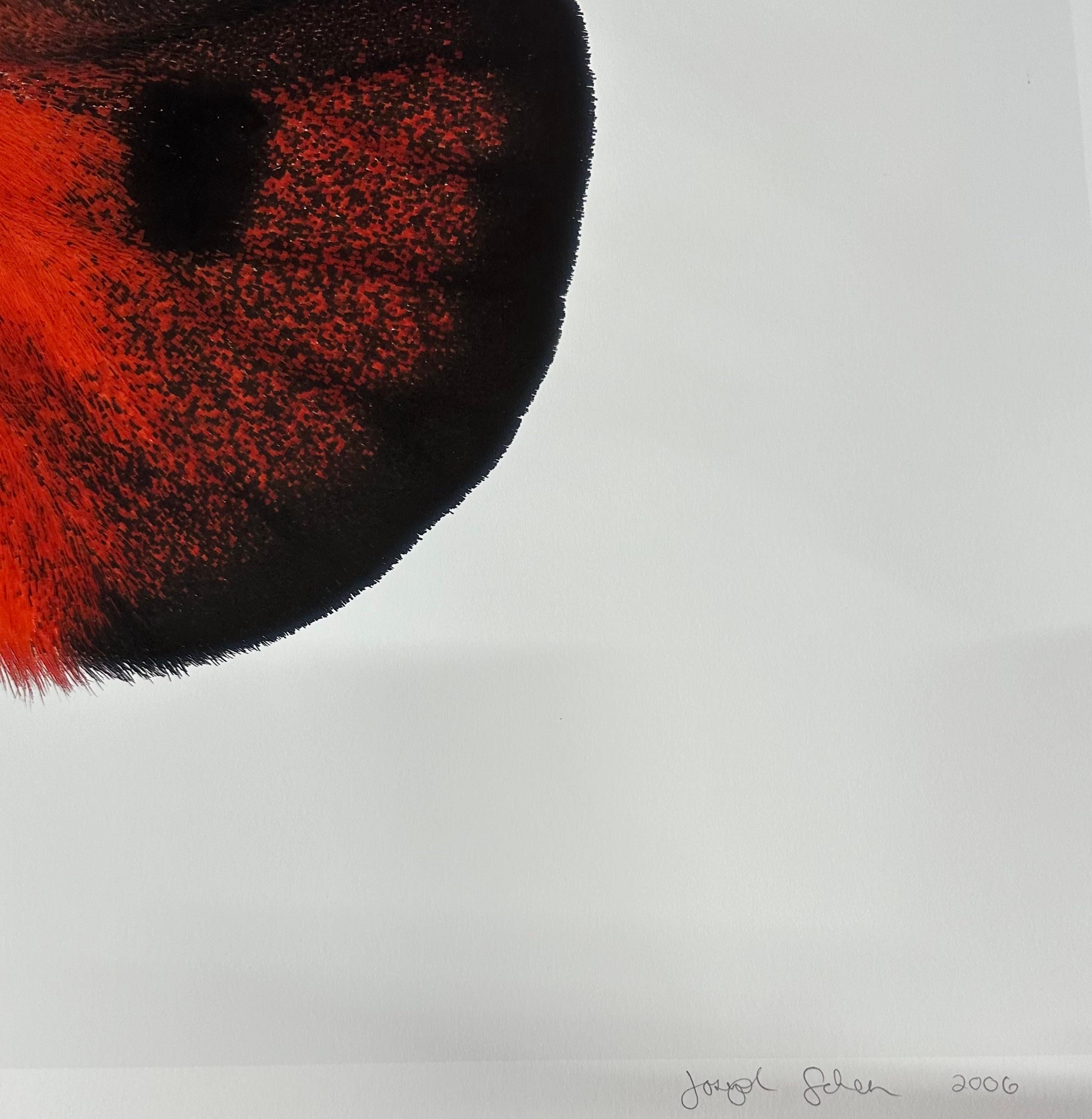 Hemileuca Electra, rot-orange, schwarz, gelb-weiß Motte Insekt Nature Photograph im Angebot 7
