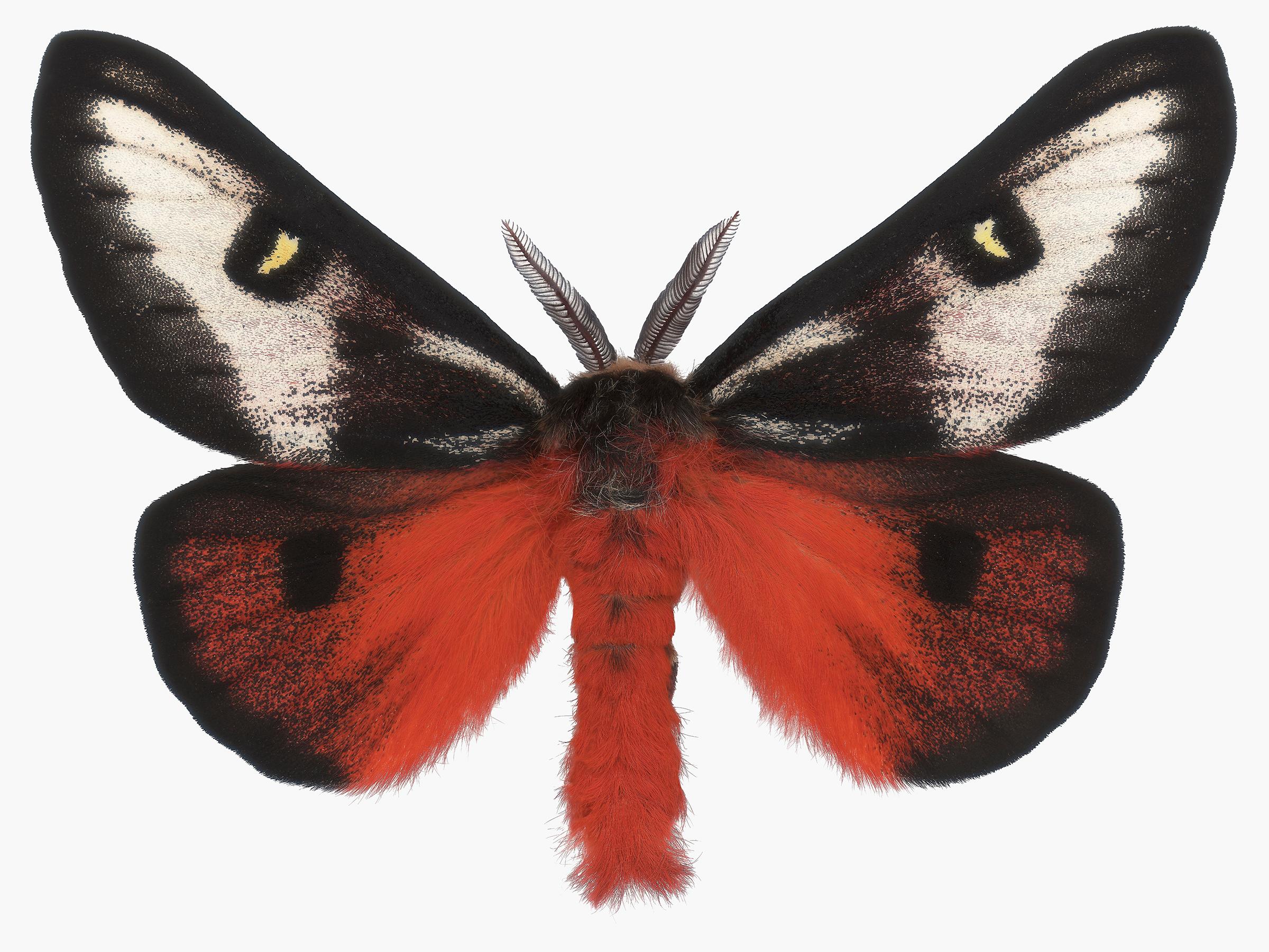 Joseph Scheer Color Photograph - Hemileuca Electra, Red Orange, Black, Yellow White Moth Insect Nature Photograph
