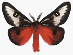 Hemileuca Electra, Red Orange, Black, Yellow White Moth Insect Nature Photograph