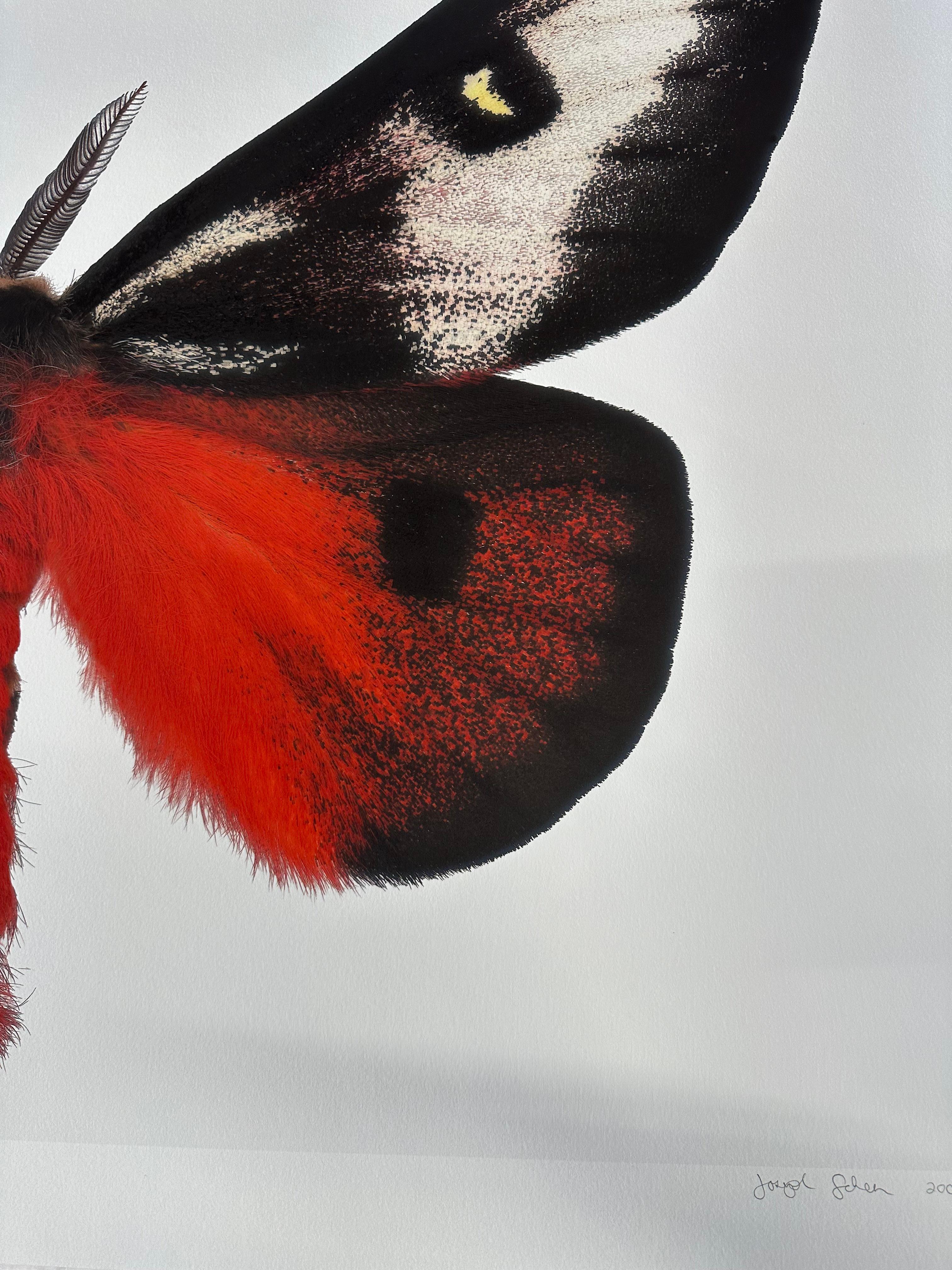 Hemileuca Electra, rot-orange, schwarz, gelb-weiß Motte Insekt Nature Photograph im Angebot 8