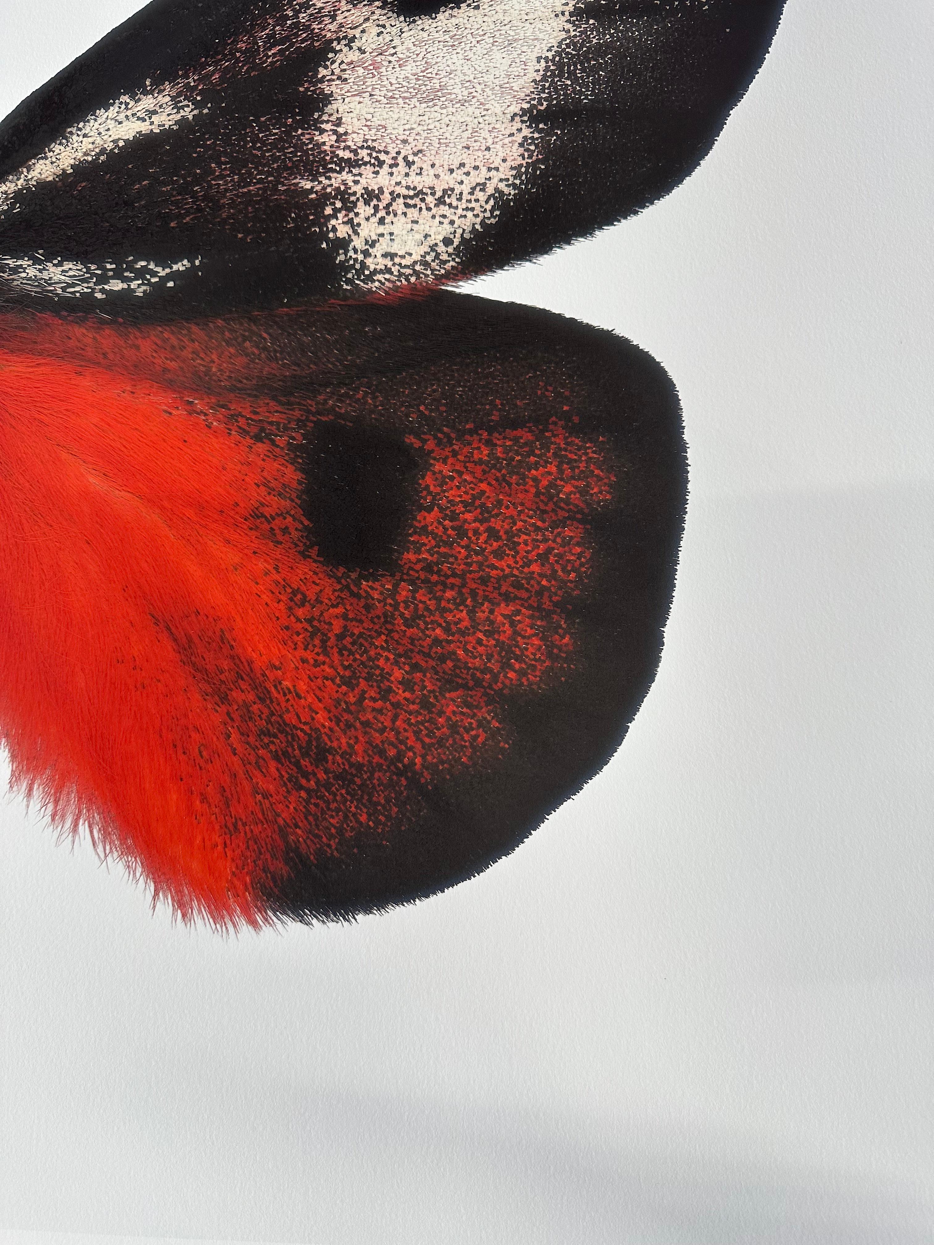 Hemileuca Electra, rot-orange, schwarz, gelb-weiß Motte Insekt Nature Photograph im Angebot 9