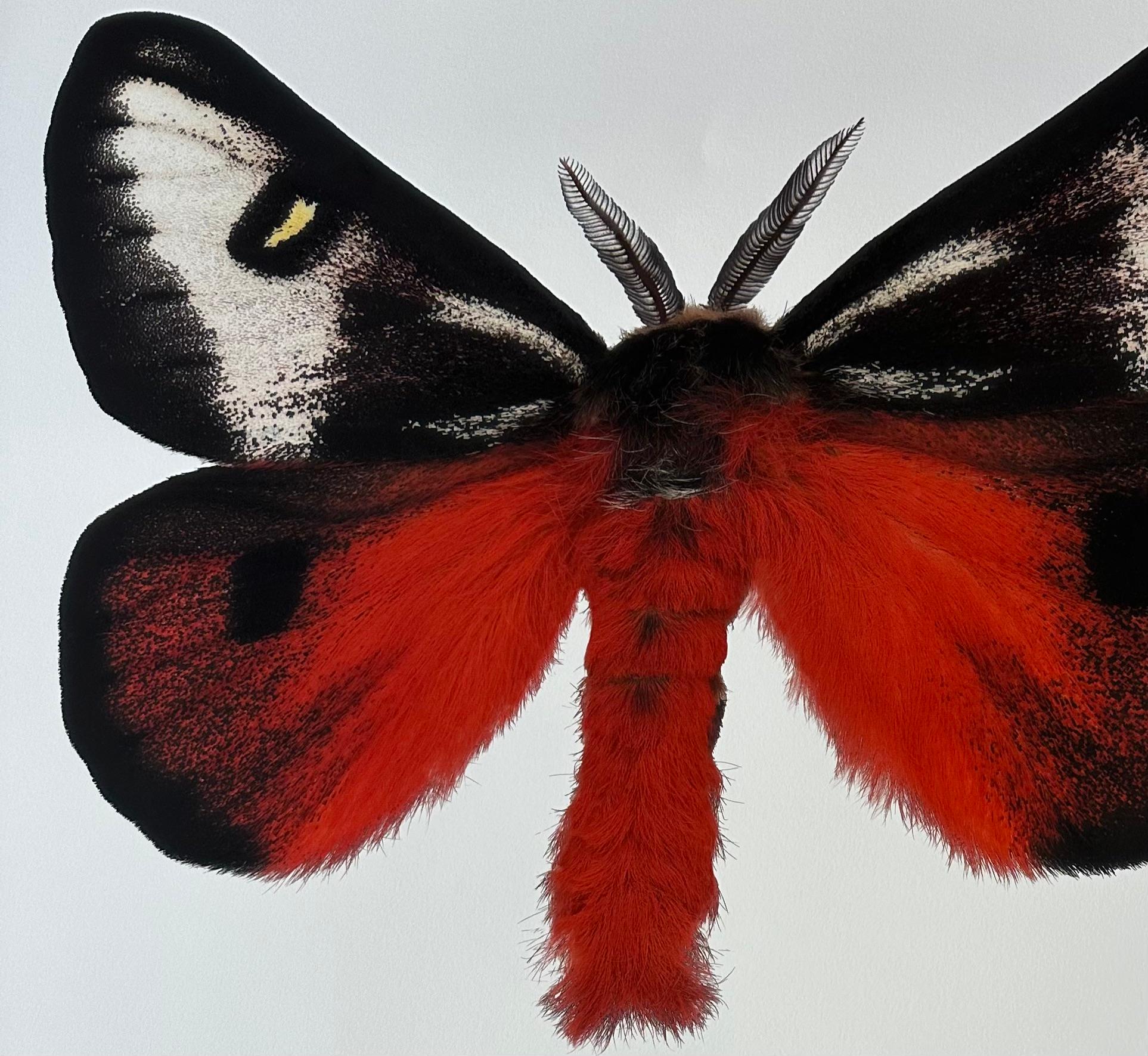 Hemileuca Electra, rot-orange, schwarz, gelb-weiß Motte Insekt Nature Photograph im Angebot 4