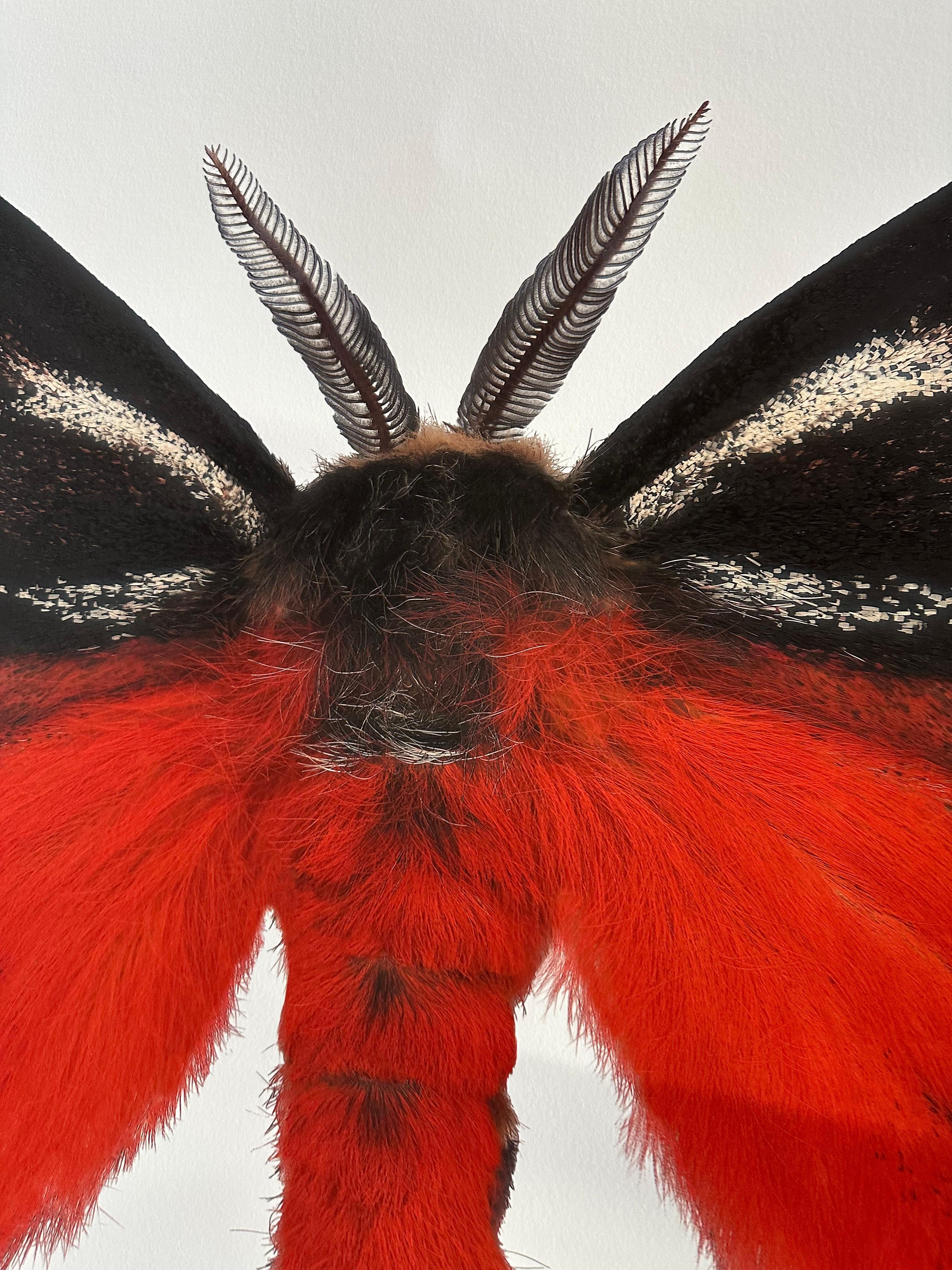 Hemileuca Electra, Red Orange, Black, Yellow White Moth Insect Nature Photographie en vente 12