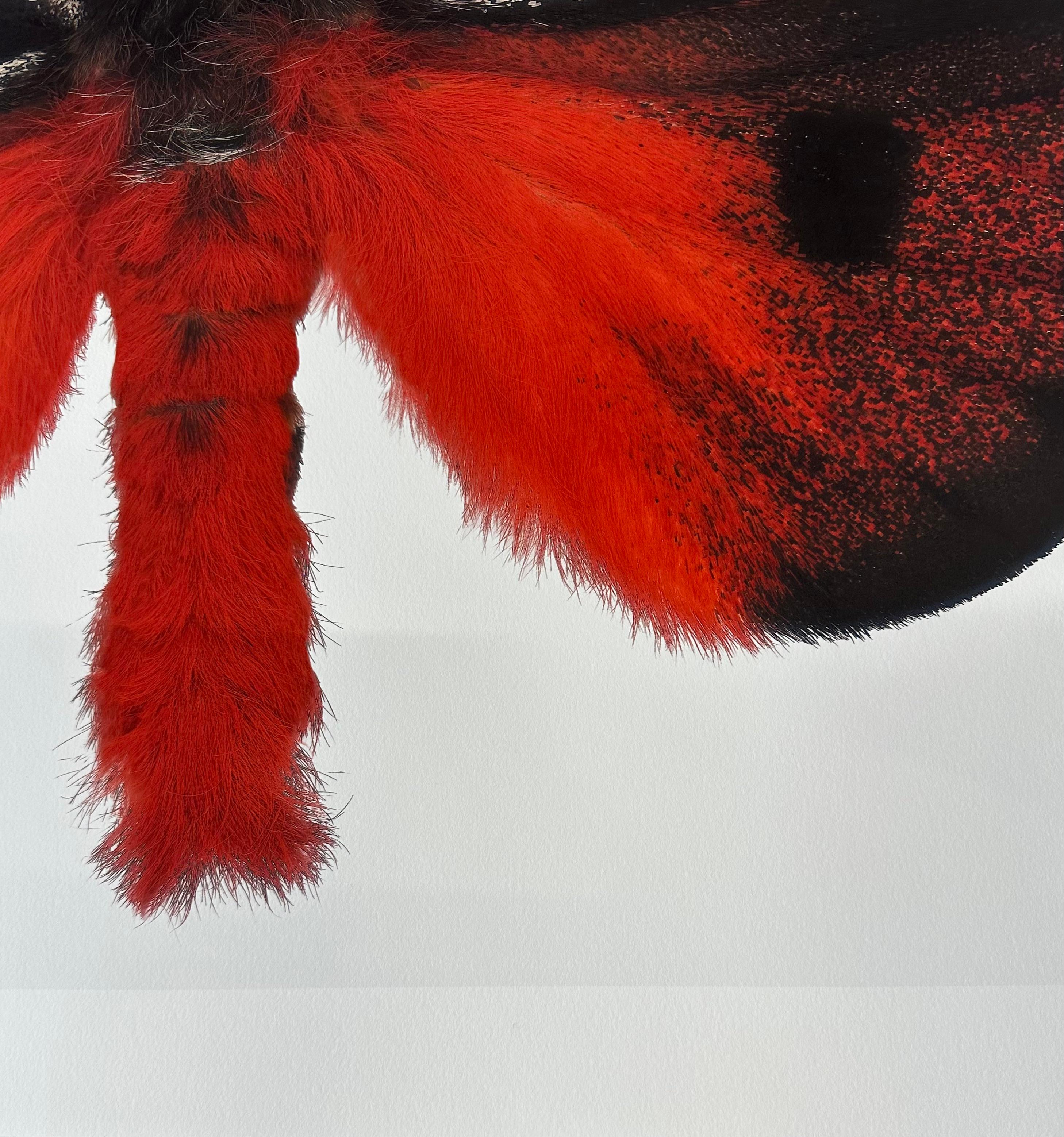 Hemileuca Electra, rot-orange, schwarz, gelb-weiß Motte Insekt Nature Photograph im Angebot 10