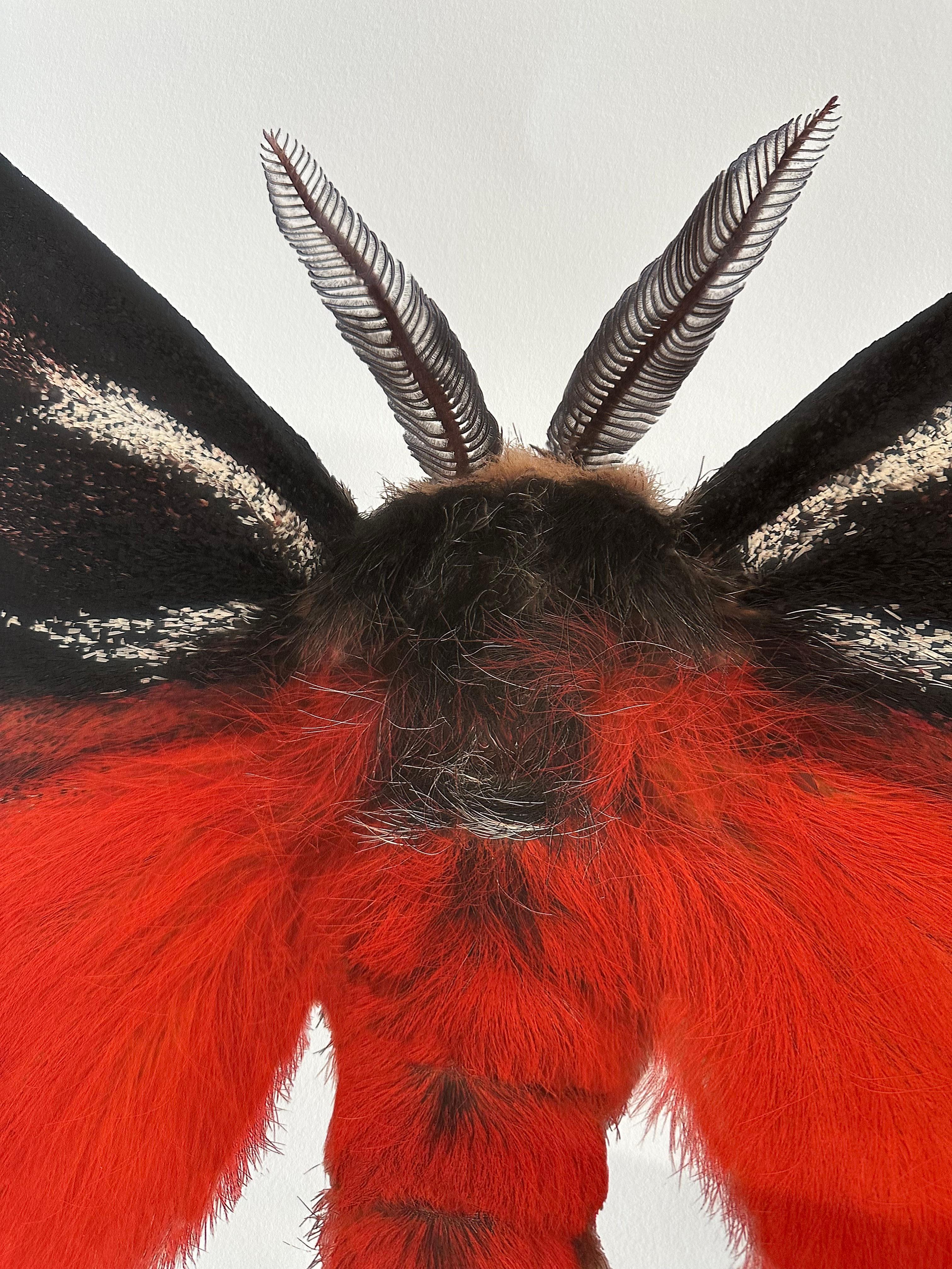 Hemileuca Electra, rot-orange, schwarz, gelb-weiß Motte Insekt Nature Photograph im Angebot 13