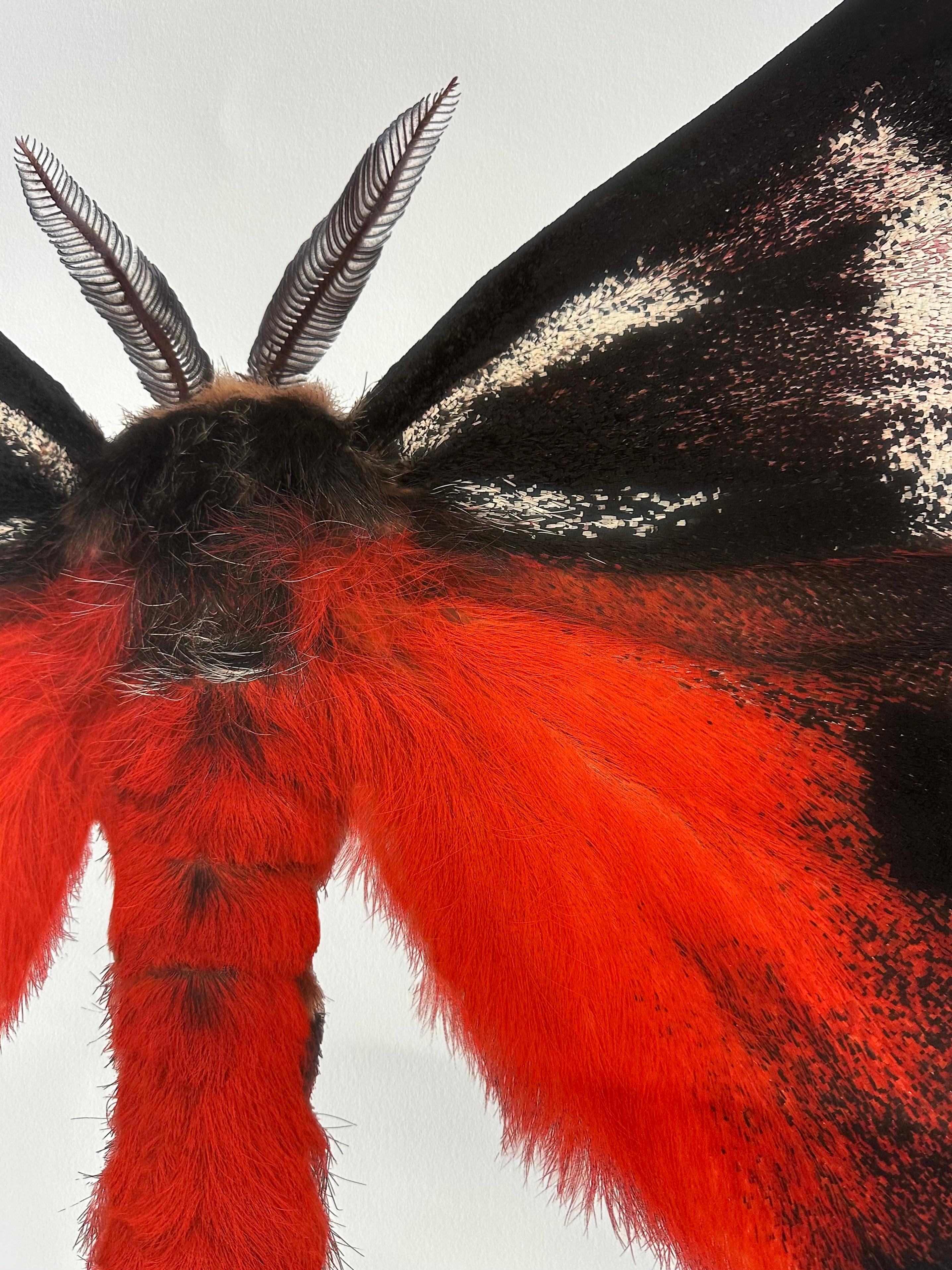 Hemileuca Electra, Red Orange, Black, Yellow White Moth Insect Nature Photographie en vente 11