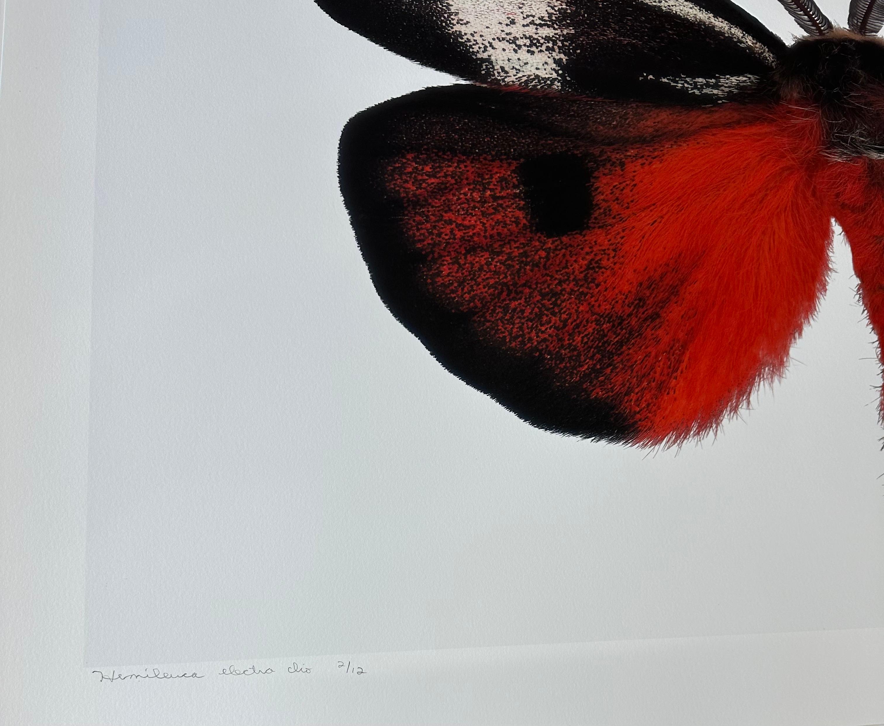 Hemileuca Electra, Red Orange, Black, Yellow White Moth Insect Nature Photographie en vente 16