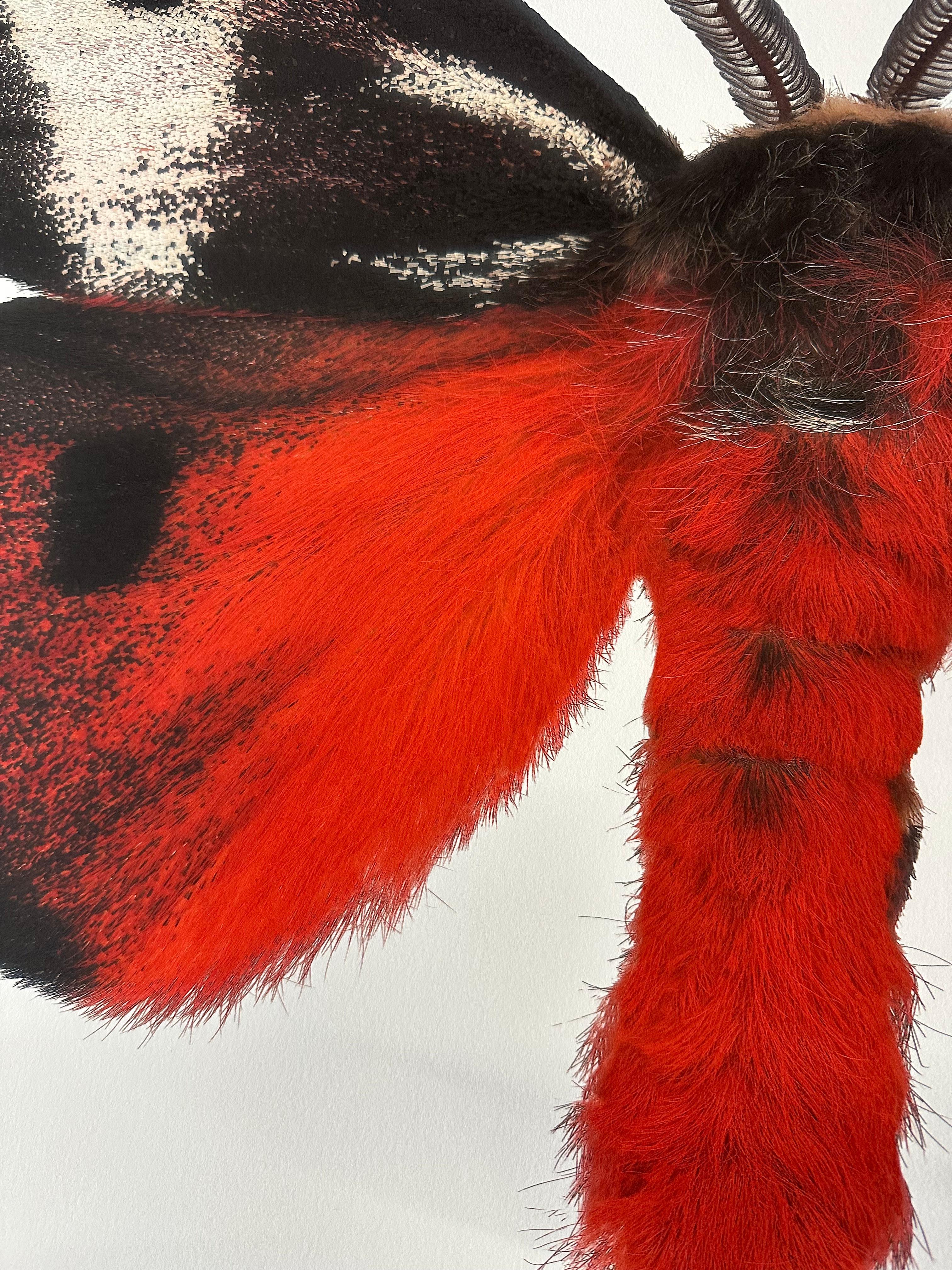 Hemileuca Electra - Red Orange Black Yellow White Moth Insect Photograph, 2006 en vente 13