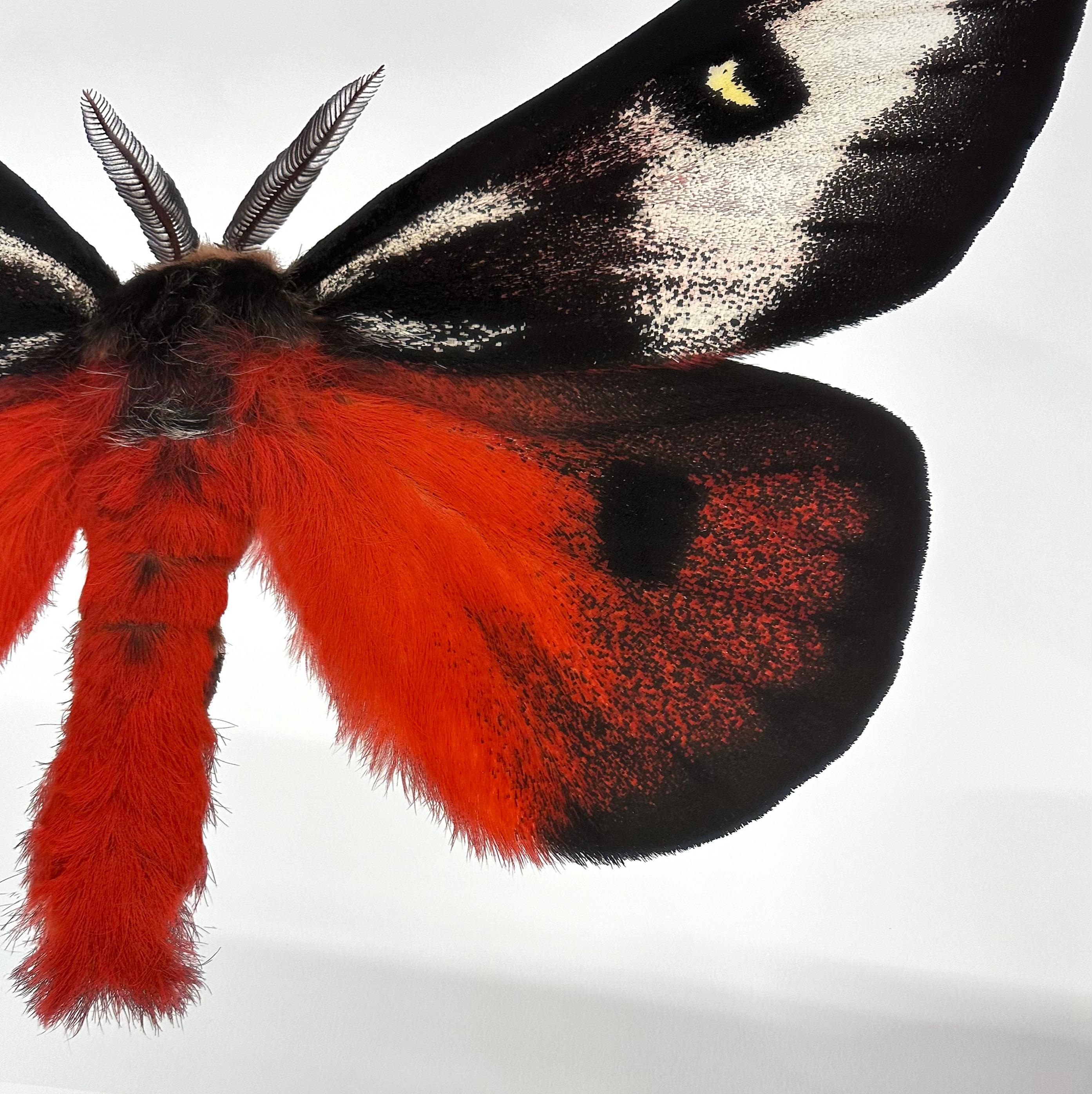 In this hyper-detailed archival pigment print on watercolor paper, a bright, crimson red orange moth with white, black and yellow circular markings on its wings is dramatic against a solid white background. 

Price shown is the unframed price.
