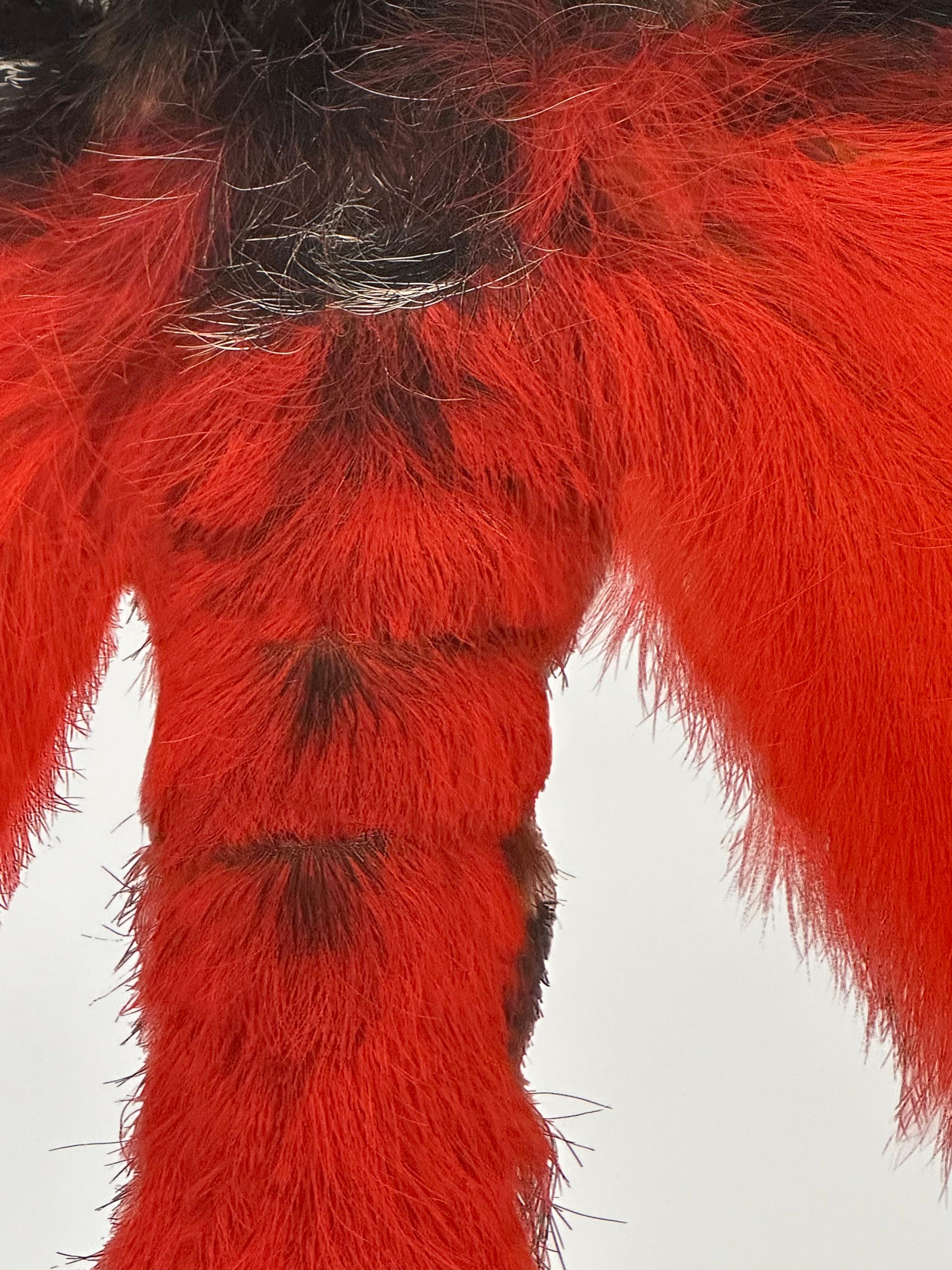 Hemileuca Electra - Red Orange Black Yellow White Moth Insect Photograph, 2006 en vente 2