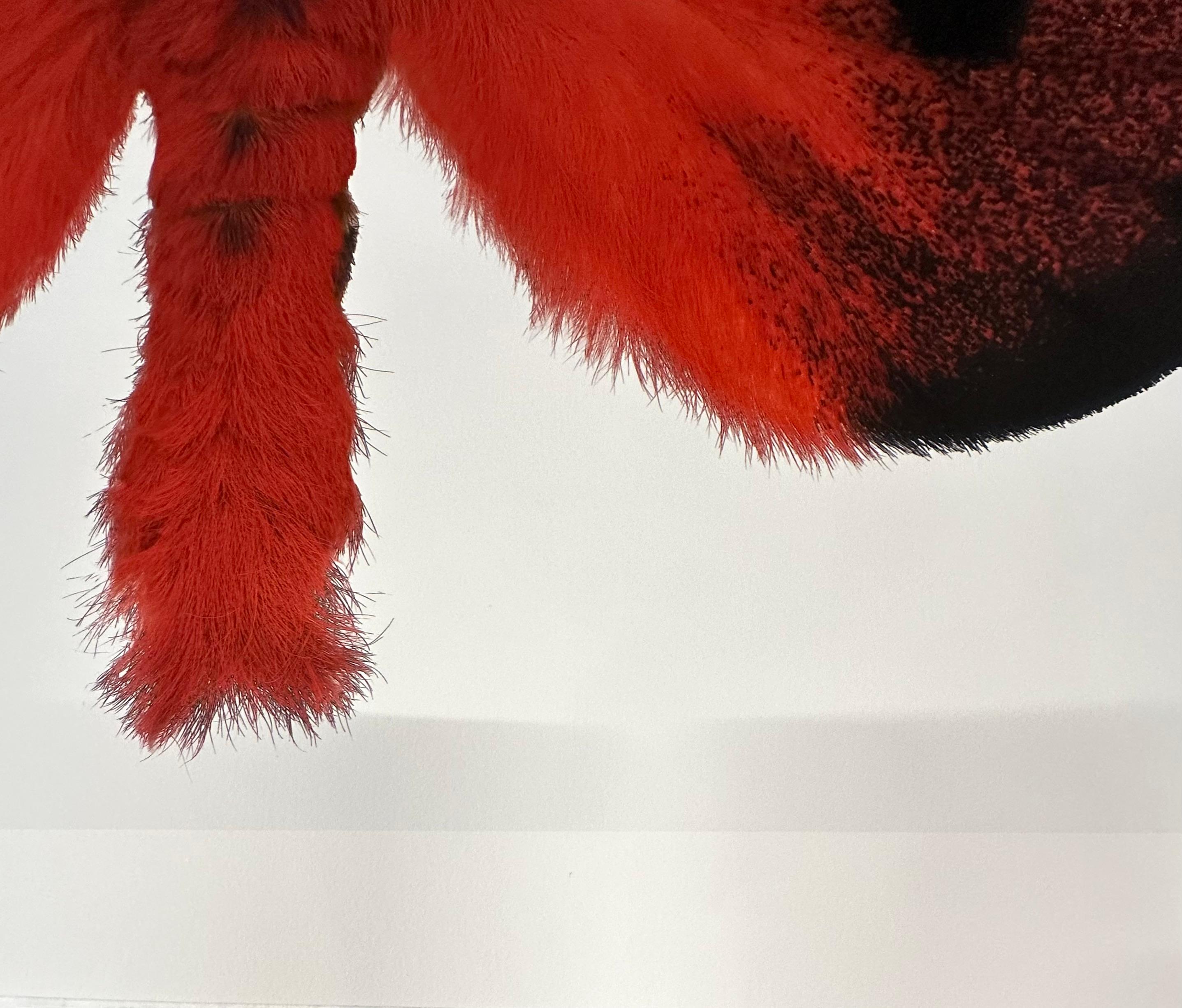 Hemileuca Electra - Red Orange Black Yellow White Moth Insect Photograph, 2006 en vente 5