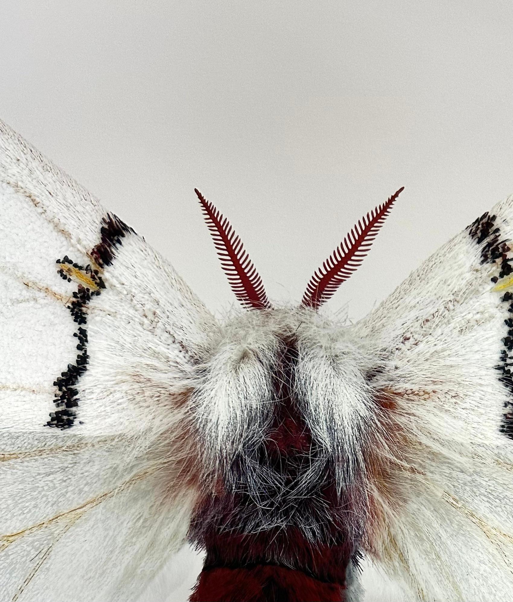 In this hyper-detailed archival pigment print on watercolor paper, a white moth with black stripes and yellow circular markings on its wings is dramatic against a solid white background. 

Price shown is the unframed price. Please inquire with the