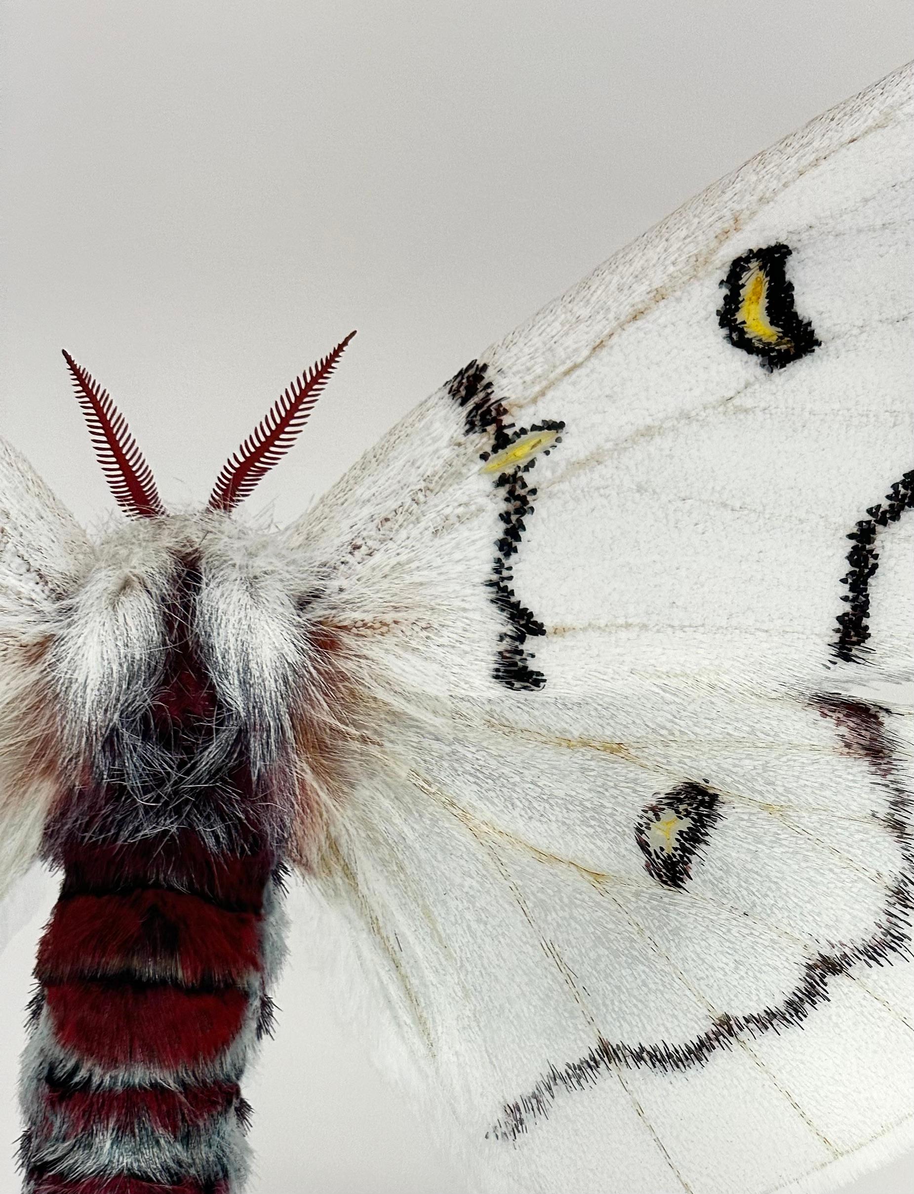 Hemileuca Neomoegeni Papillon de nuit Insecte à rayures blanches, jaunes et noires Ailes Nature en vente 1