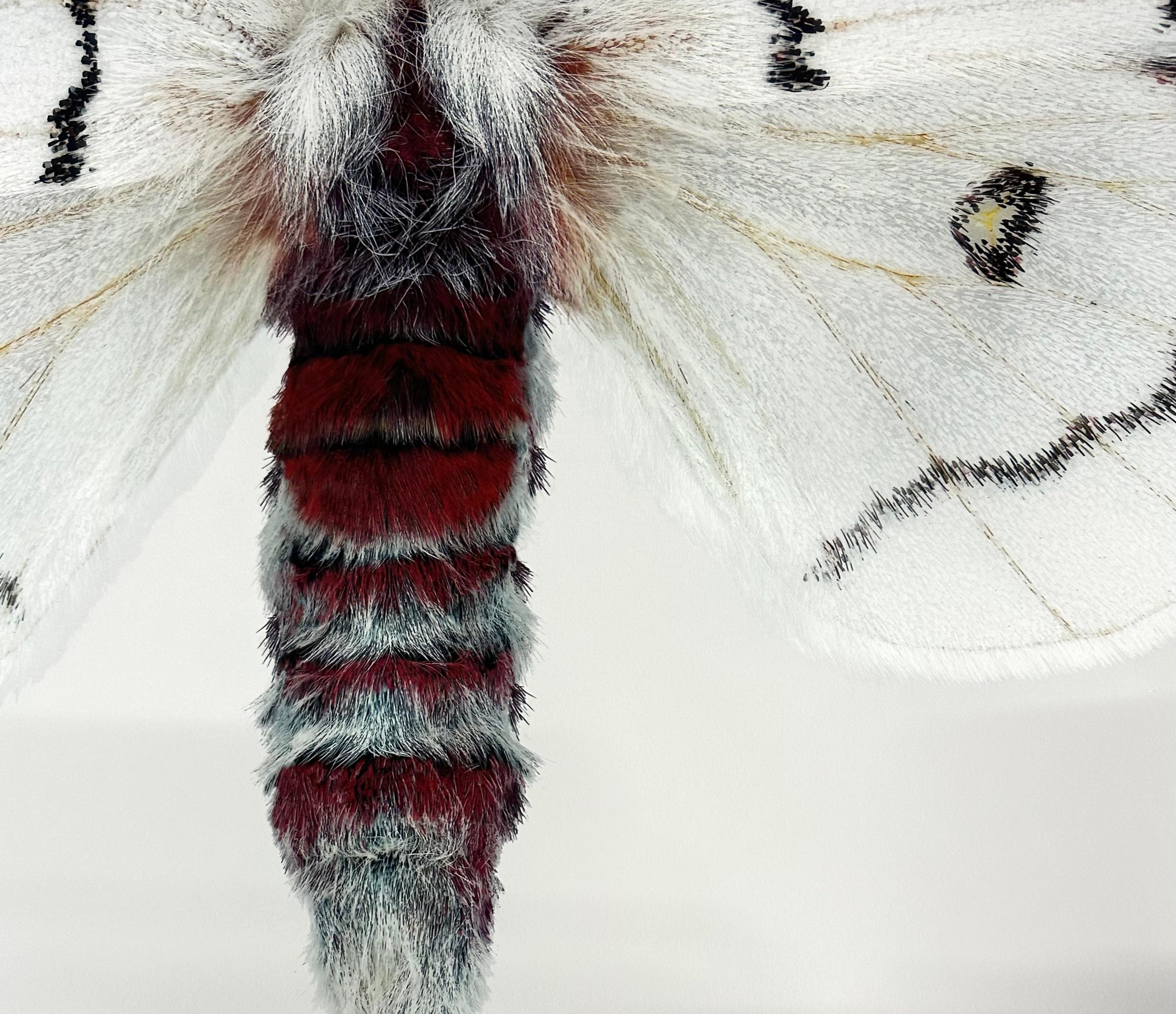 Hemileuca Neomoegeni Papillon de nuit Insecte à rayures blanches, jaunes et noires Ailes Nature en vente 2