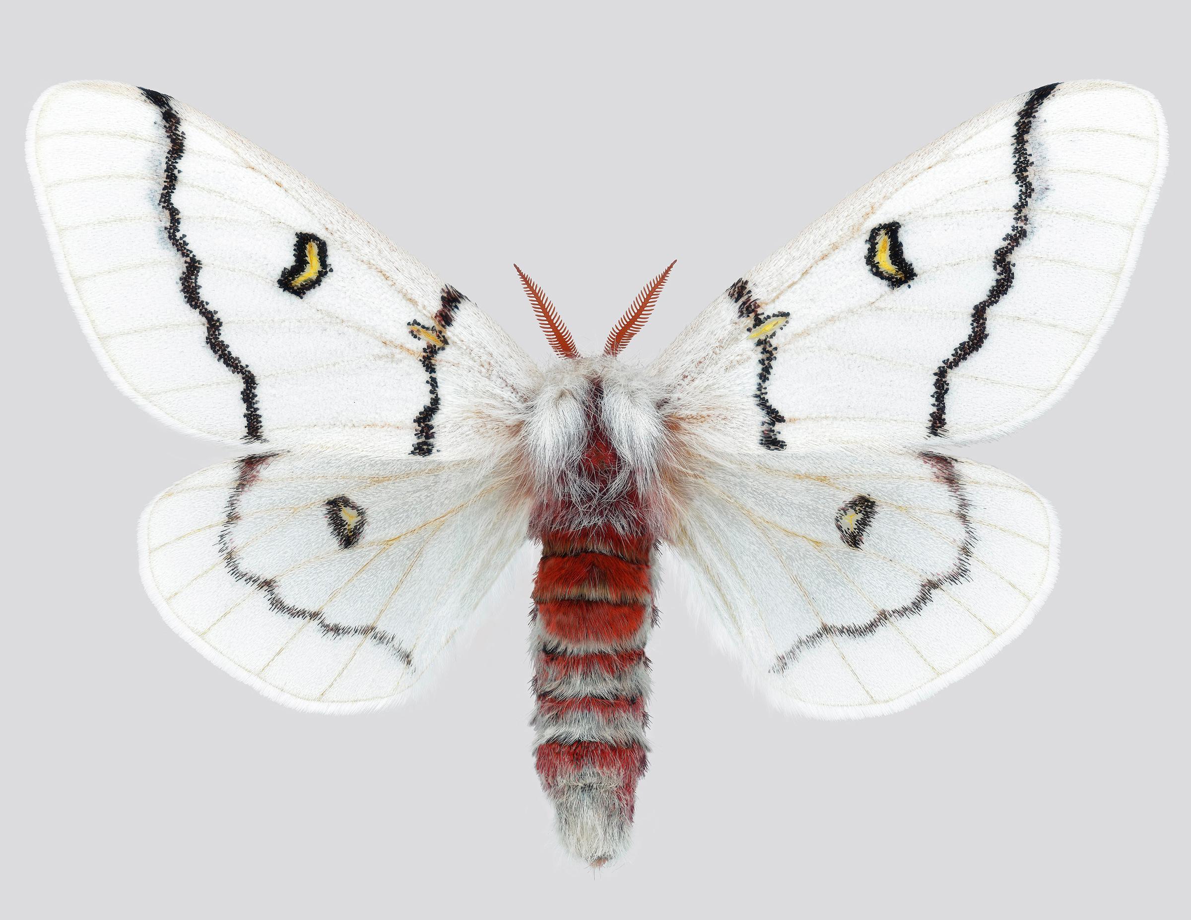 Color Photograph Joseph Scheer - Hemileuca Neomoegeni Papillon de nuit Insecte à rayures blanches, jaunes et noires Ailes Nature