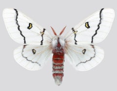 Hemileuca Neomoegeni Papillon de nuit Insecte à rayures blanches, jaunes et noires Ailes Nature