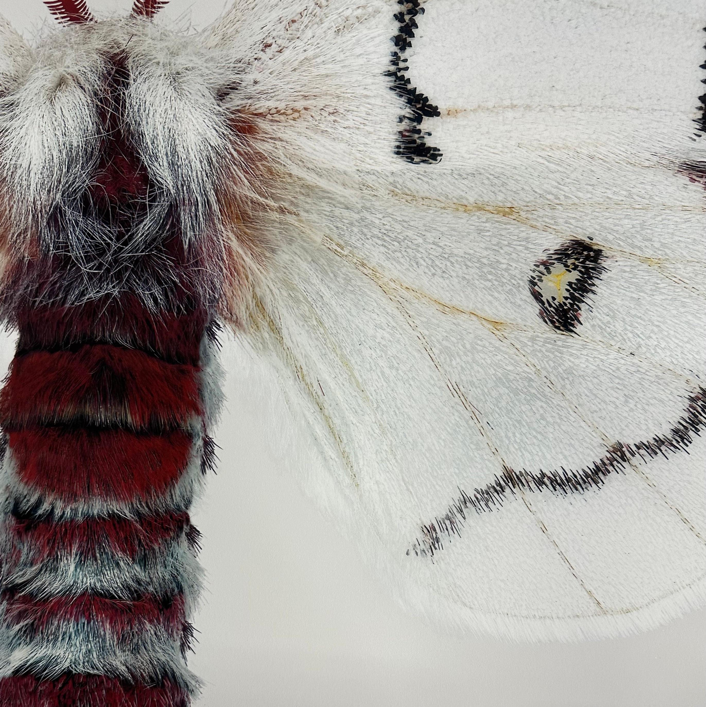 Hemileuca Neomoegeni Female - White Yellow Black Stripes Moth Wings Photograph - Gris Color Photograph par Joseph Scheer