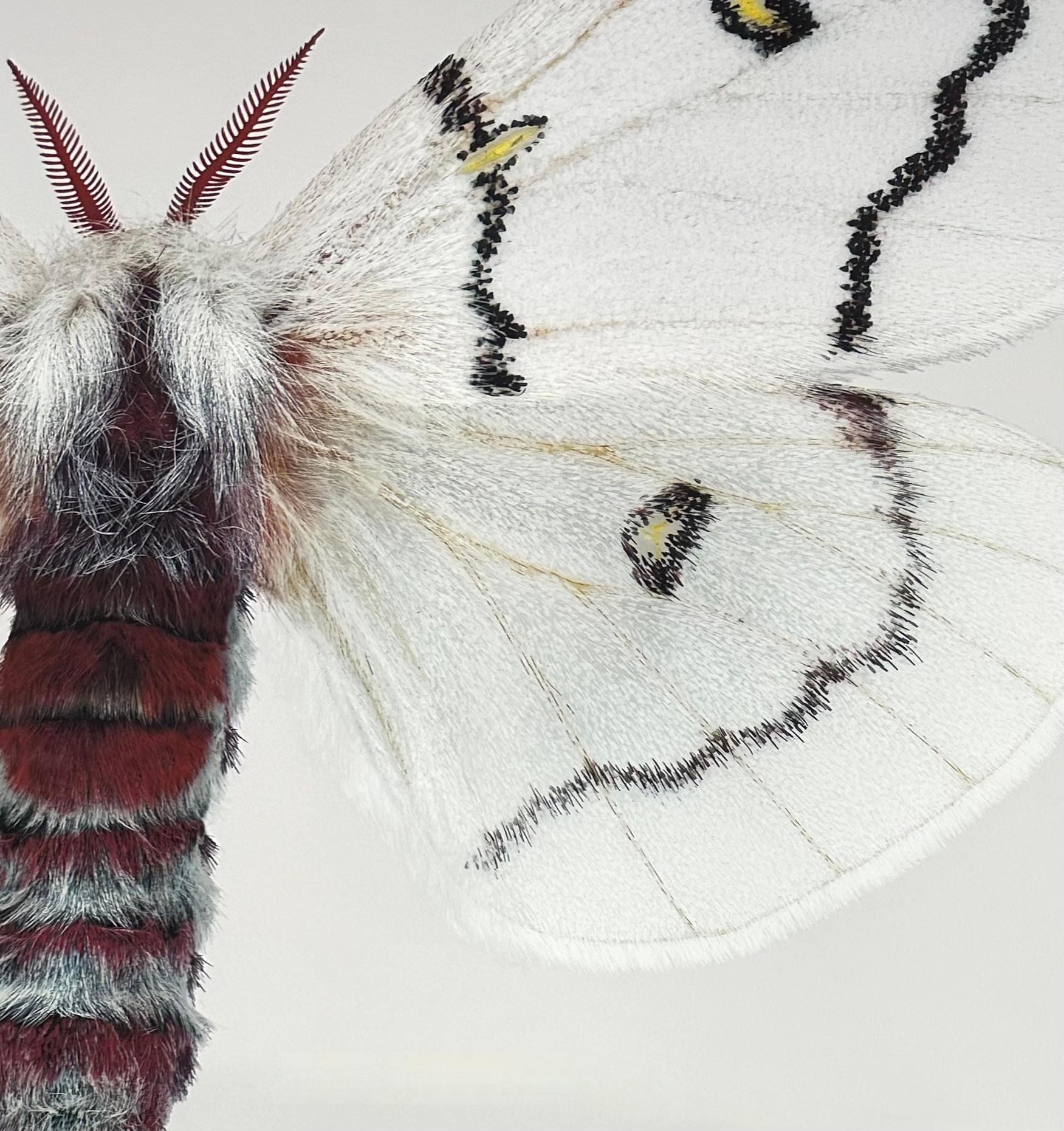 In this hyper-detailed archival pigment print on watercolor paper, a white moth with black stripes and yellow circular markings on its wings is dramatic against a solid white background. 

Price shown is the unframed price. Please inquire with the