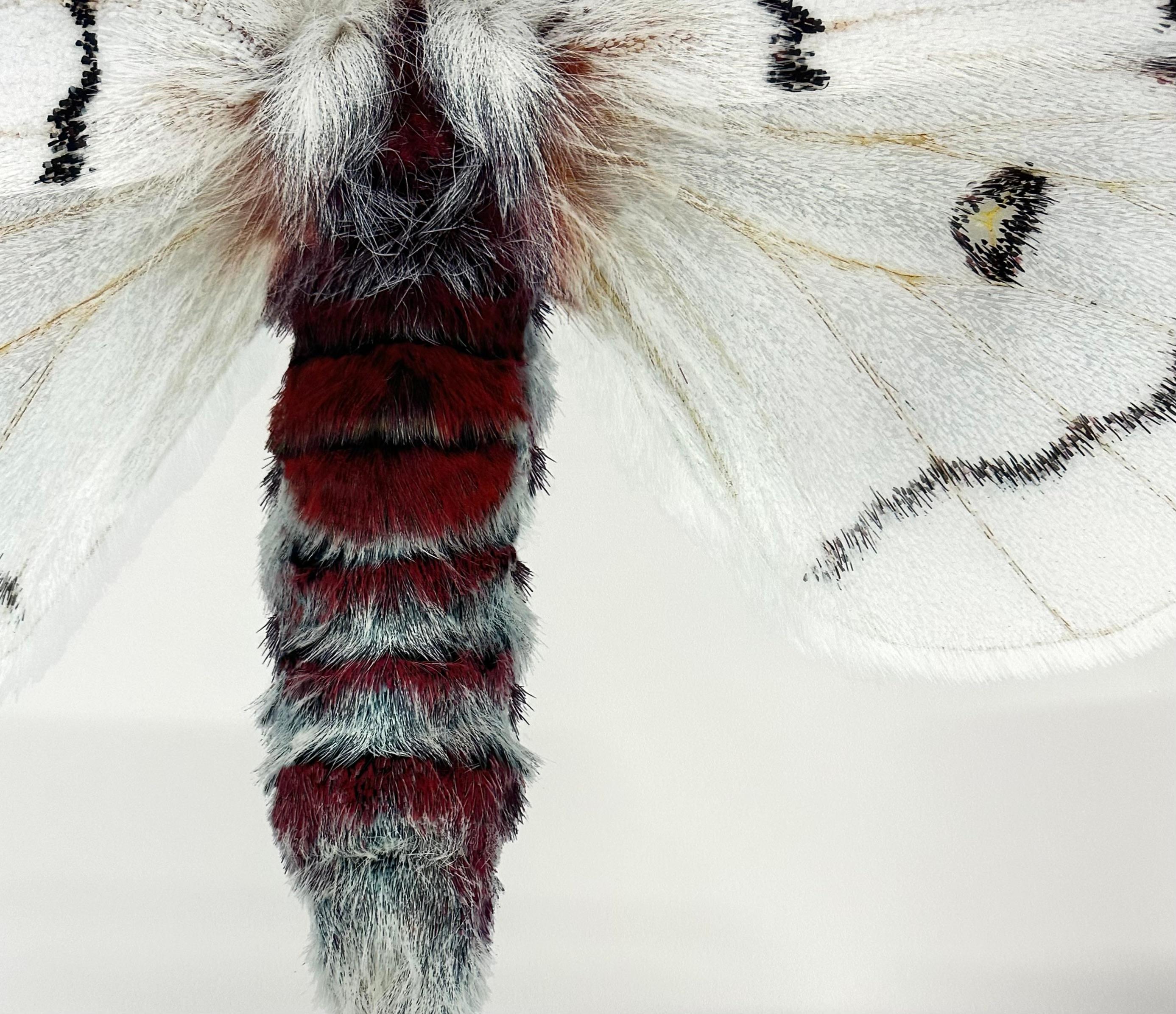 Hemileuca Neomoegeni Female - White Yellow Black Stripes Moth Wings Photograph en vente 3