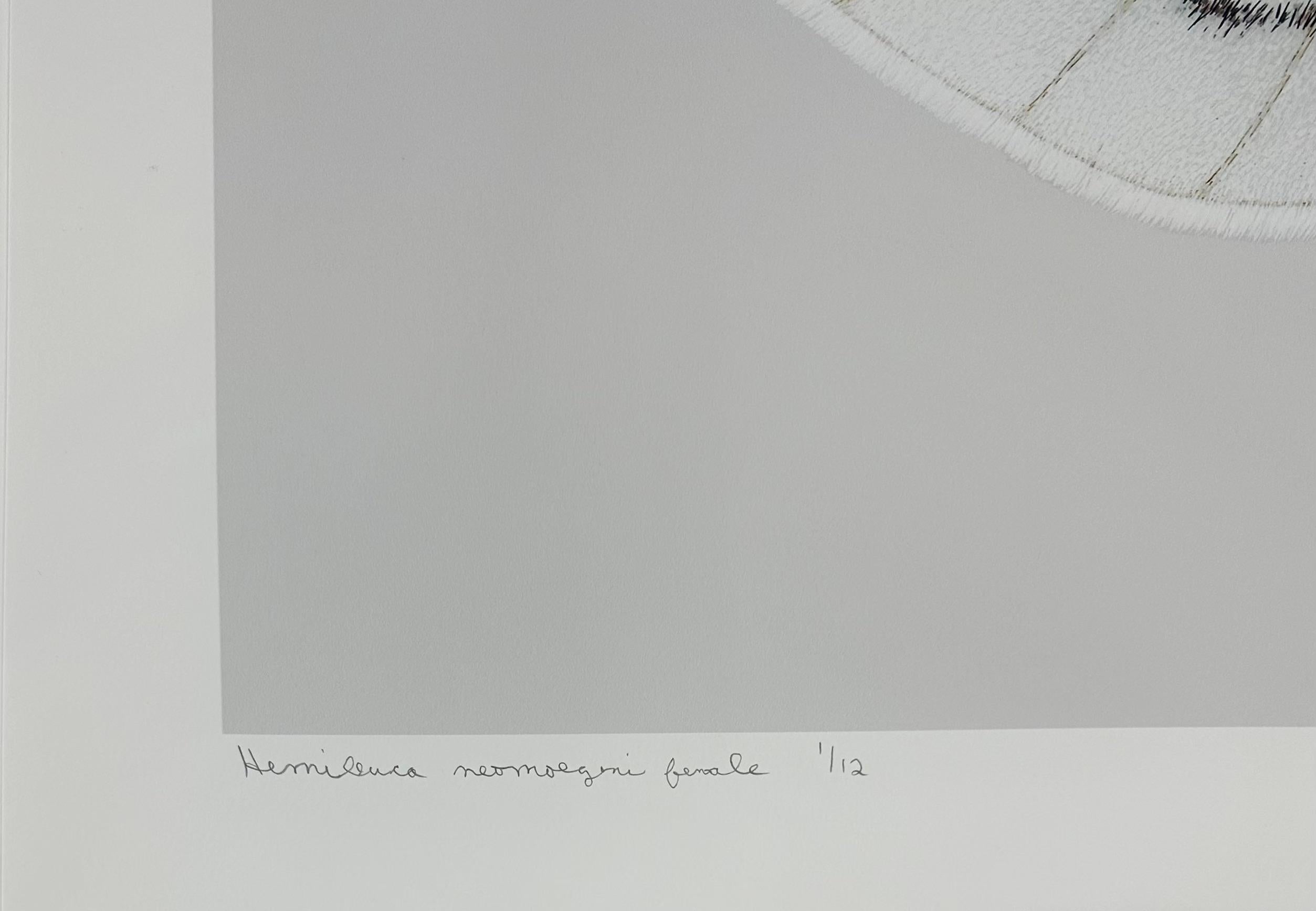 Hemileuca Neomoegeni Female - White Yellow Black Stripes Moth Wings Photograph en vente 4