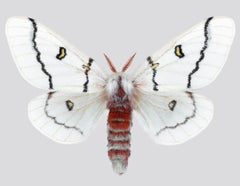 Hemileuca Neomoegeni Female - White Yellow Black Stripes Moth Wings Photograph