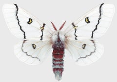 Hemileuca Neomoegeni Female - White Yellow Black Stripes Moth Wings Photograph