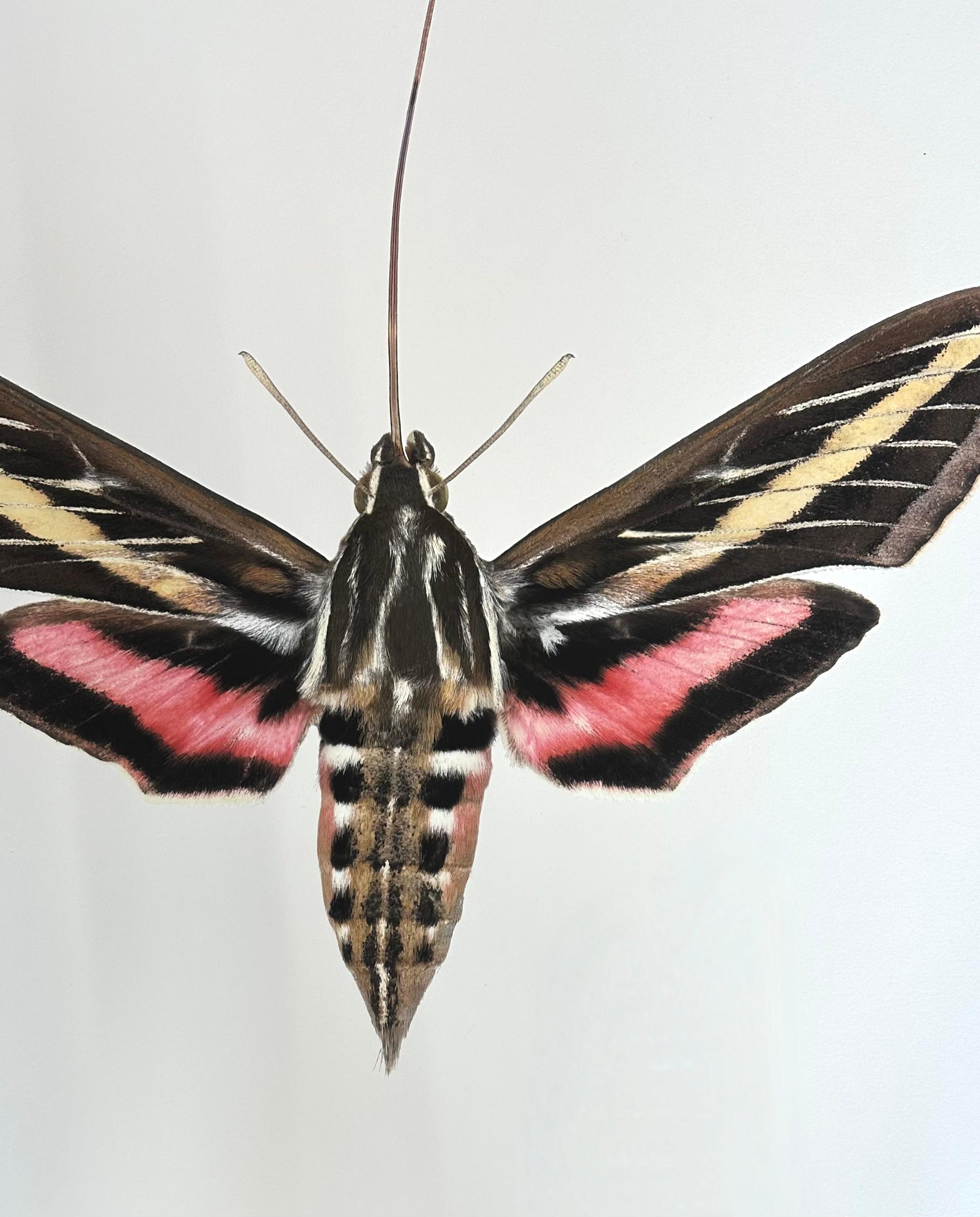 In this hyper-detailed archival pigment print on watercolor paper, a moth with yellow, pink and black markings on its wings and a long proboscis is dramatic against a solid white background. 

Price shown is the unframed price. Please inquire with