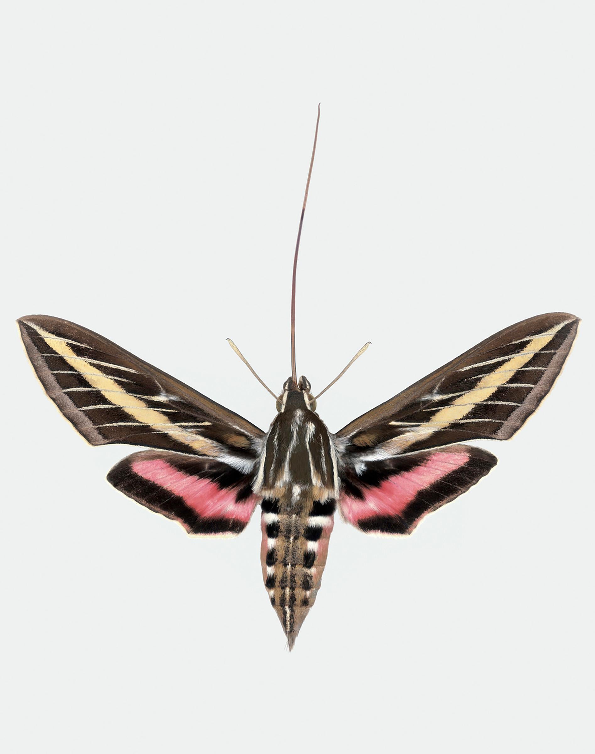 Joseph Scheer Color Photograph - Hyles Lineata, Yellow, Pink, Brown, White Nature Moth Insect Photograph