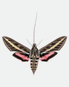 Hyles Lineata, Nature Photograph of Yellow, Pink, Brown Moth on White