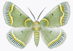 Iotaphora Admirabilis, Naturfotografie, Hellgrün, Gelb-Weiß-Muster auf Weiß