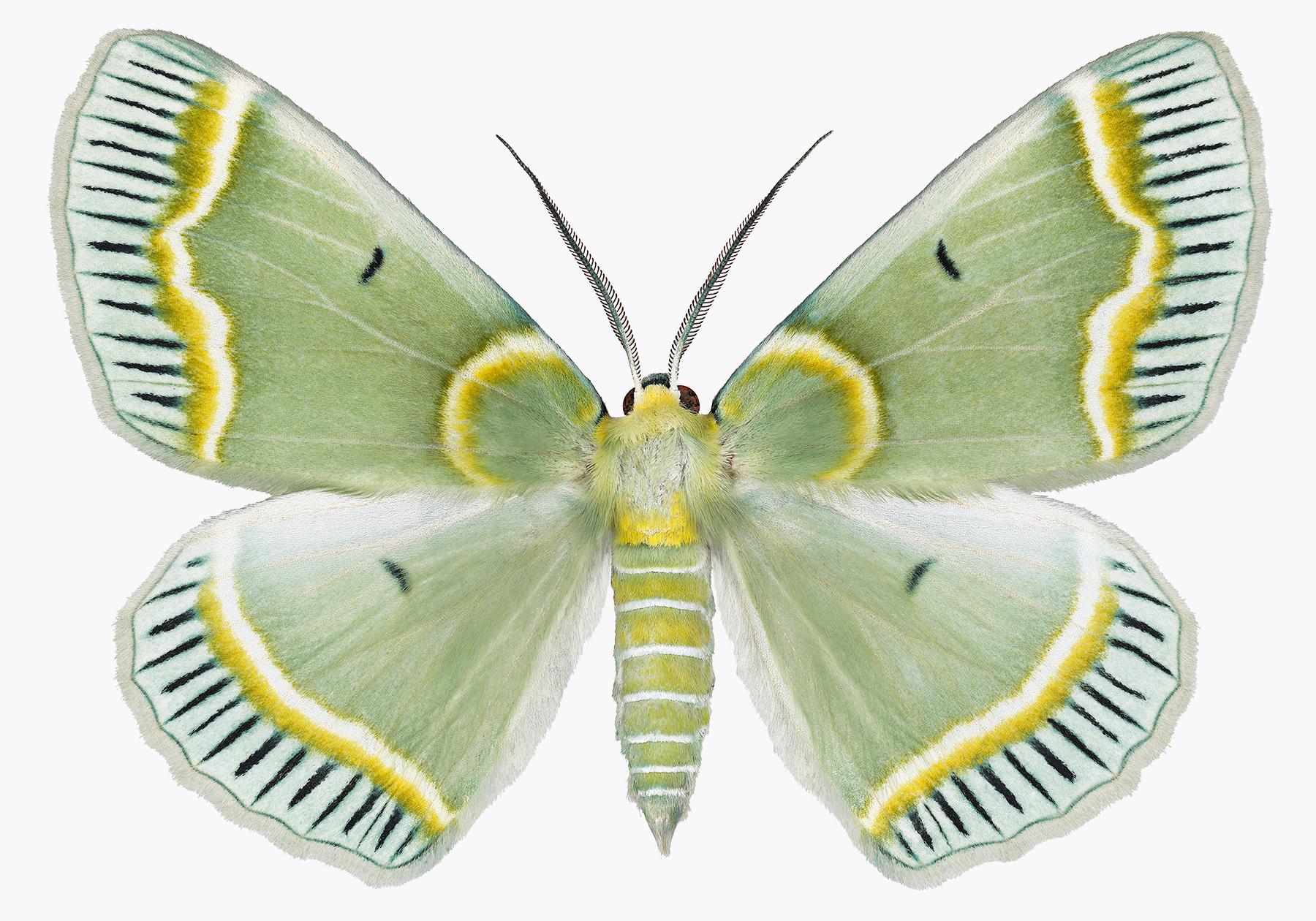 Iotaphora Admirabilis, Nature Photograph of Light Green, Yellow Moth on White