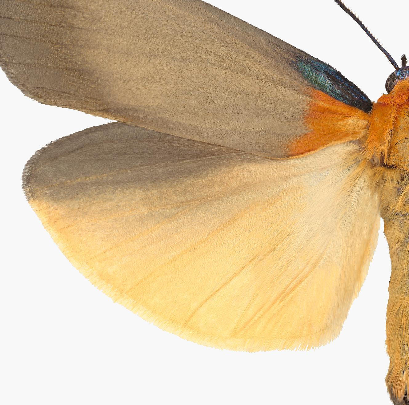 In this hyper-detailed archival pigment print on watercolor paper, a light brown moth with bright orange details and a golden shade of ivory on its lower wings is dramatic against a solid white background. 

Edition 1/12. Price shown is the unframed